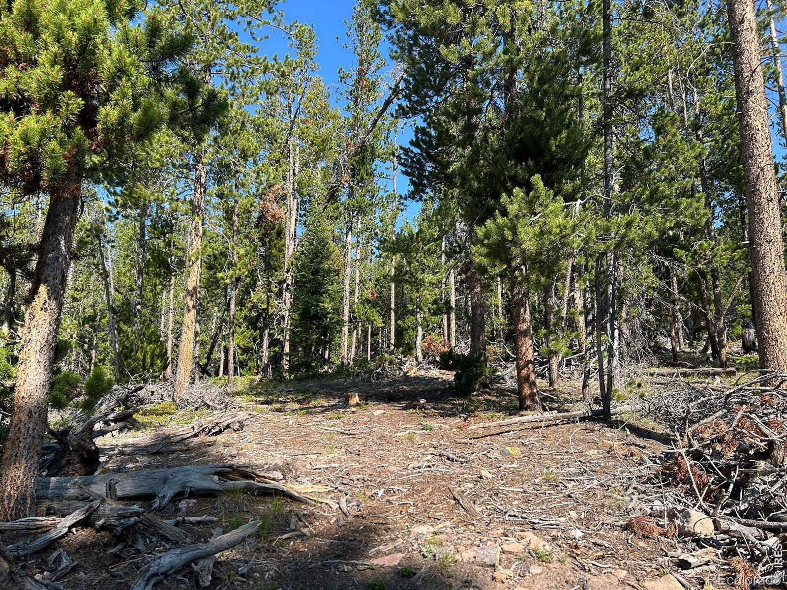 MLS Image #14 for 506  elkridge road,red feather lakes, Colorado