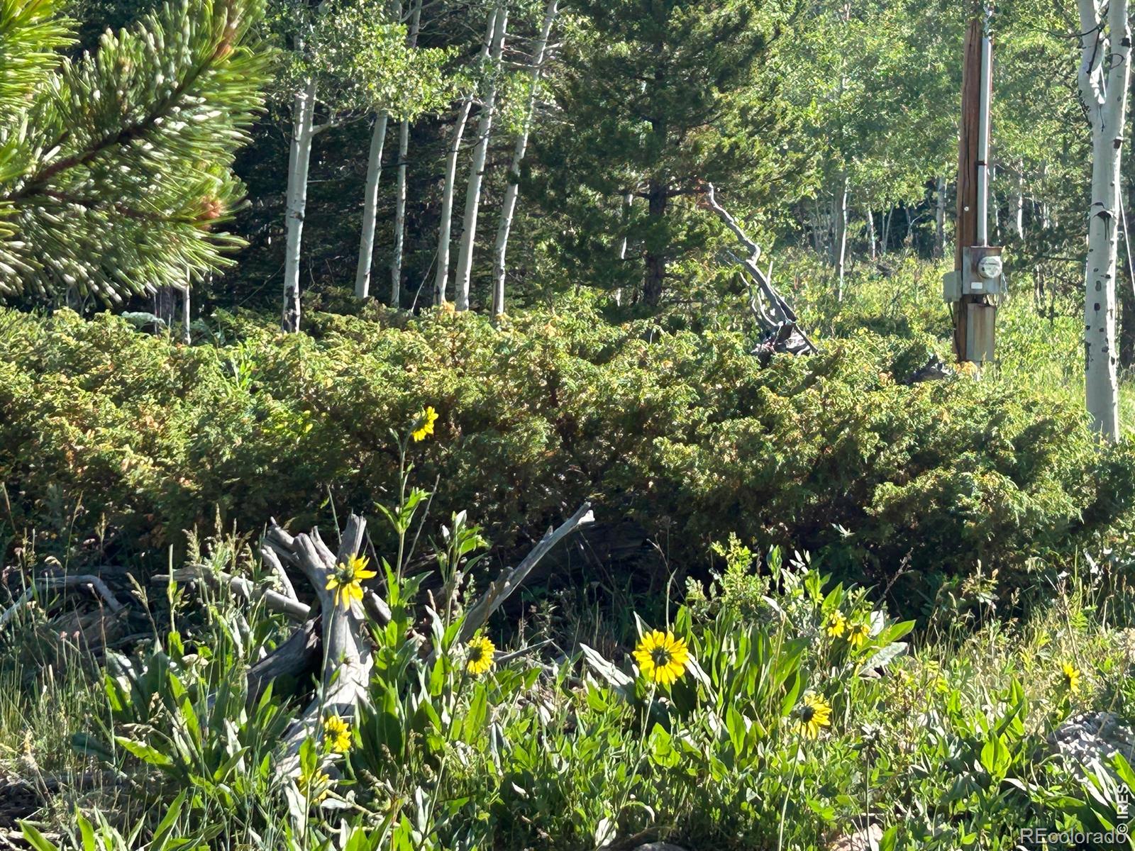 MLS Image #15 for 506  elkridge road,red feather lakes, Colorado