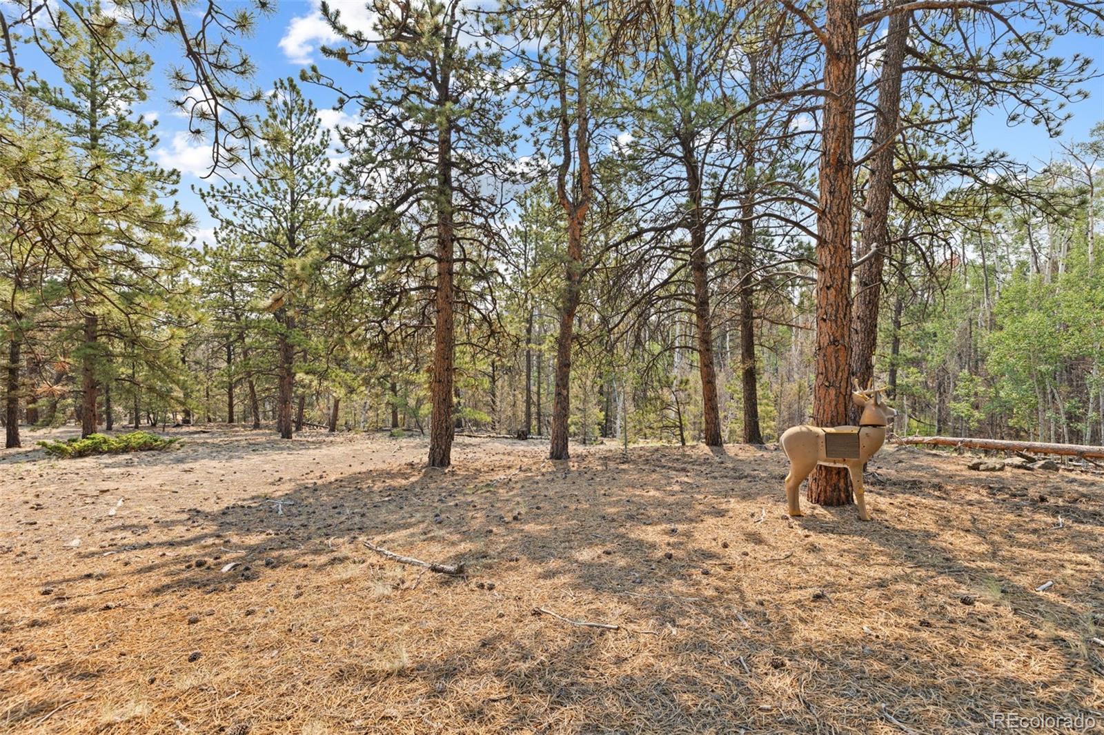 MLS Image #47 for 559  bellows road,hartsel, Colorado