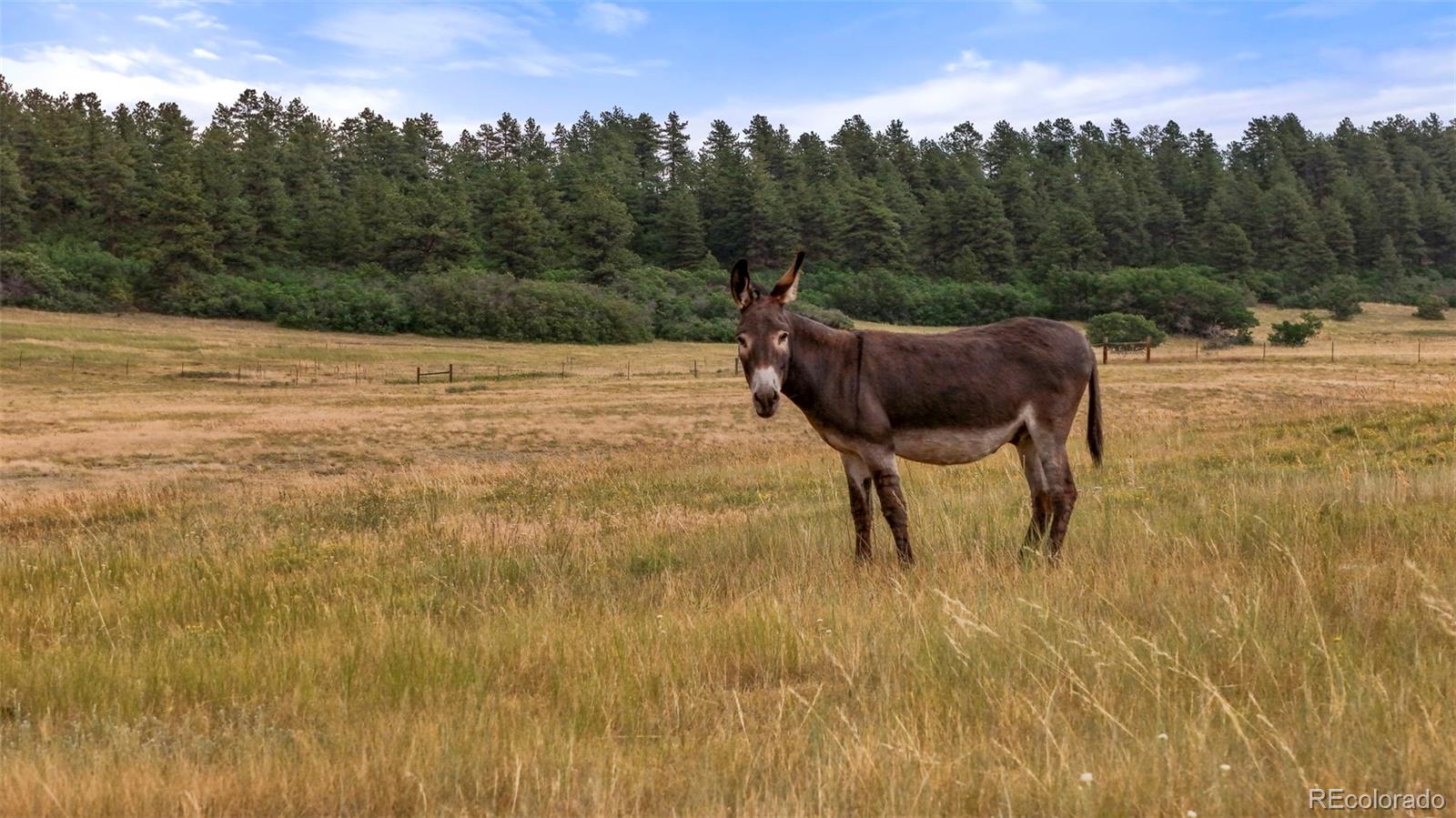 MLS Image #29 for 9610 s perry park road,larkspur, Colorado