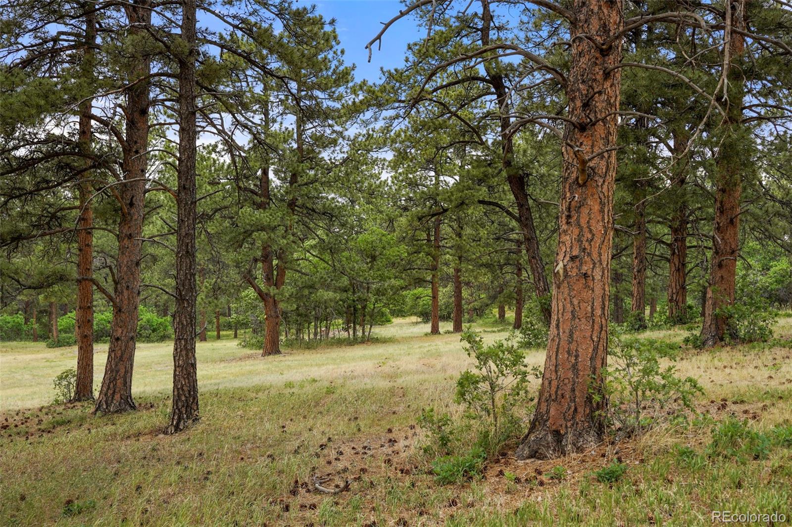 MLS Image #40 for 9610 s perry park road,larkspur, Colorado