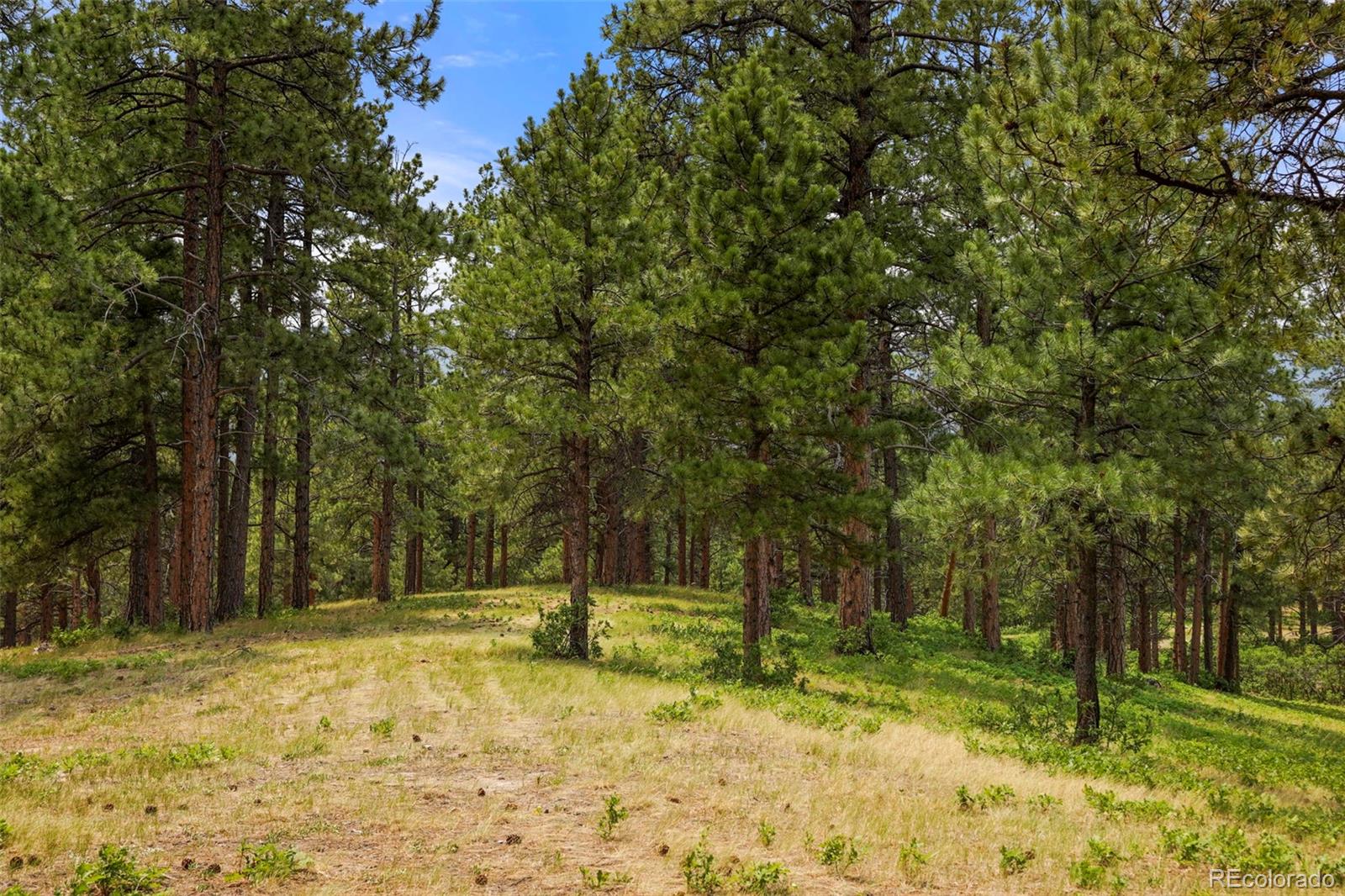 MLS Image #41 for 9610 s perry park road,larkspur, Colorado