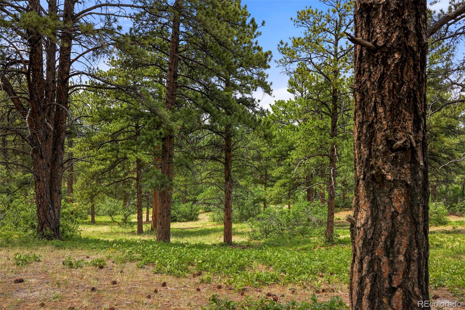 MLS Image #42 for 9610 s perry park road,larkspur, Colorado