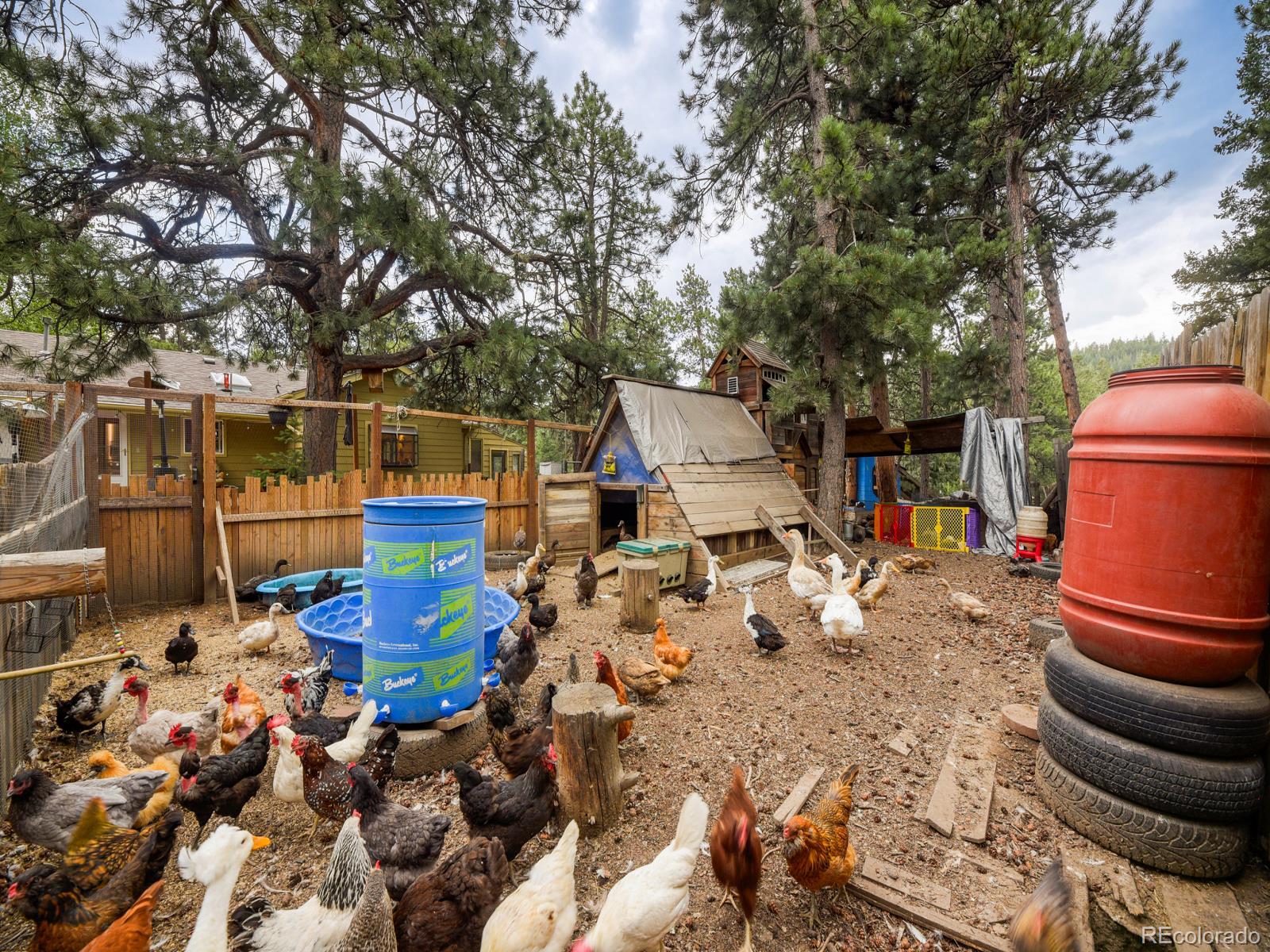 MLS Image #29 for 6569  kiem road,evergreen, Colorado
