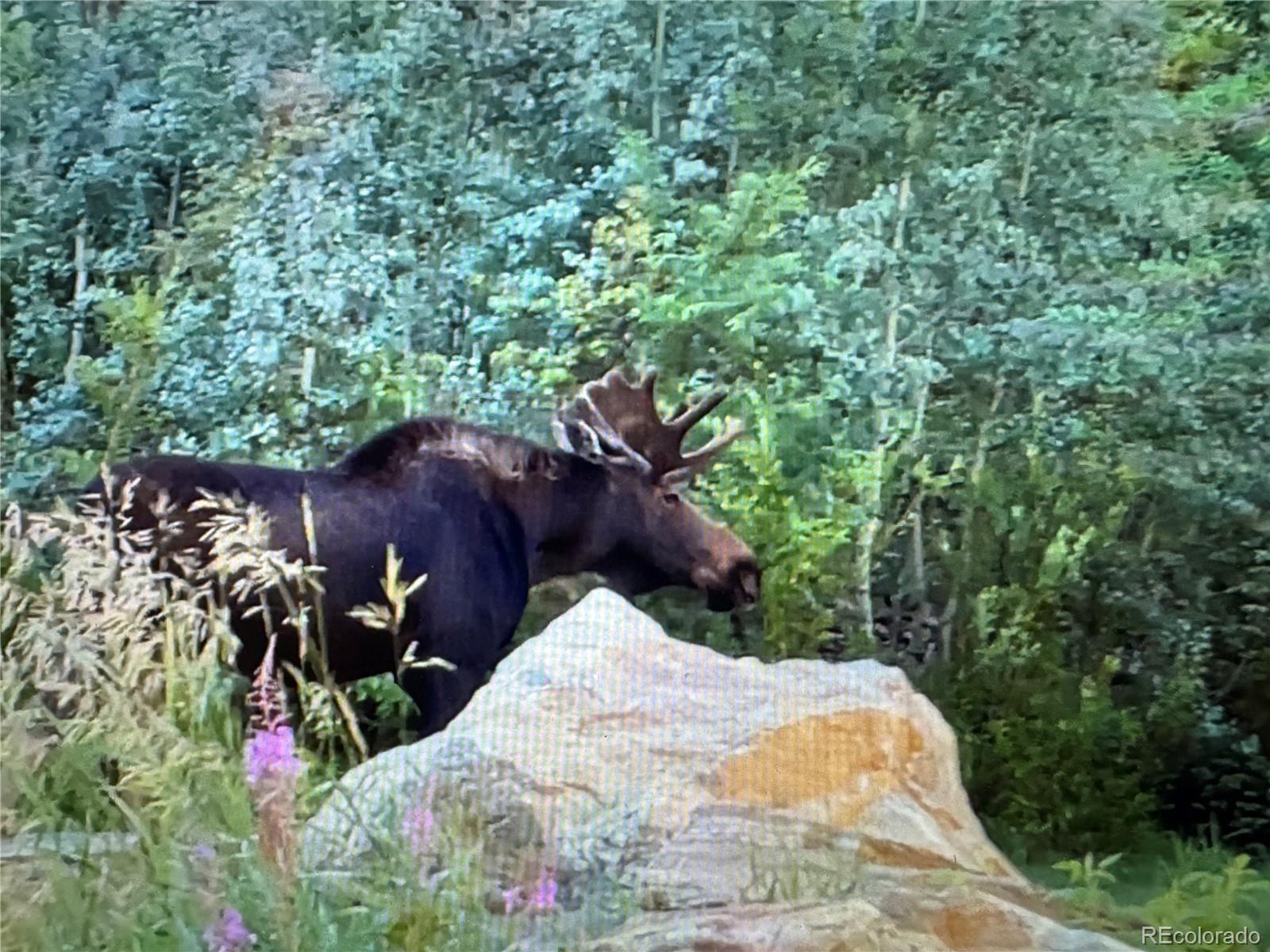 MLS Image #34 for 1430  lower travis gulch road,black hawk, Colorado