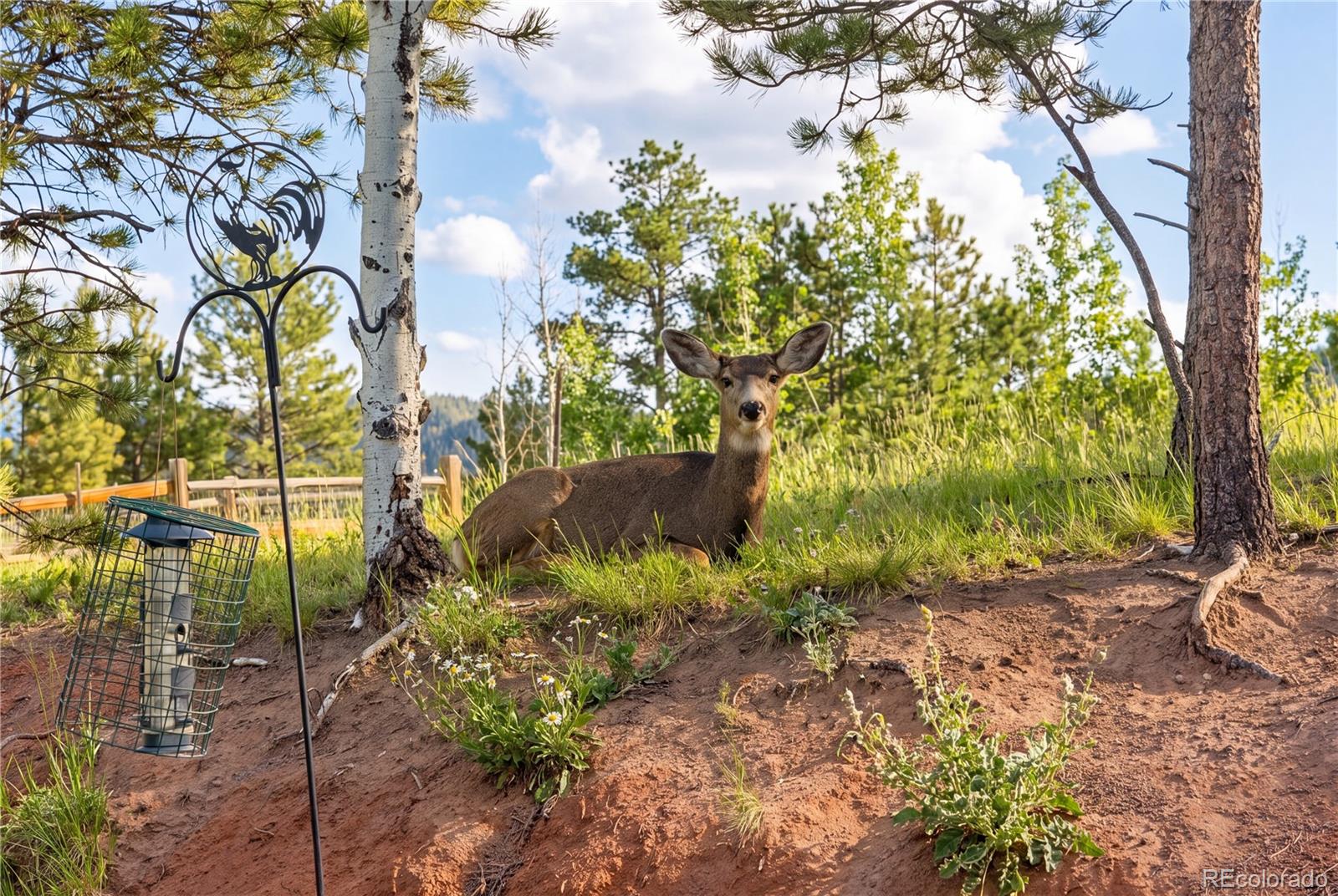 MLS Image #35 for 1157  ptarmigan drive ,woodland park, Colorado