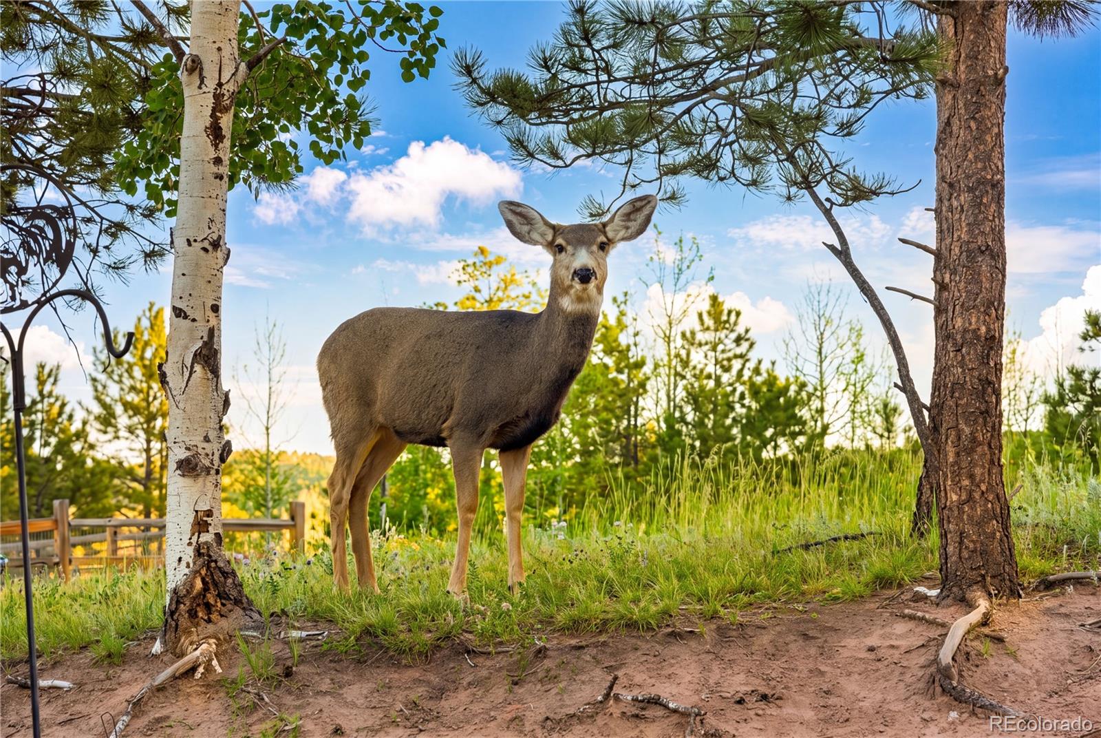 MLS Image #38 for 1157  ptarmigan drive ,woodland park, Colorado