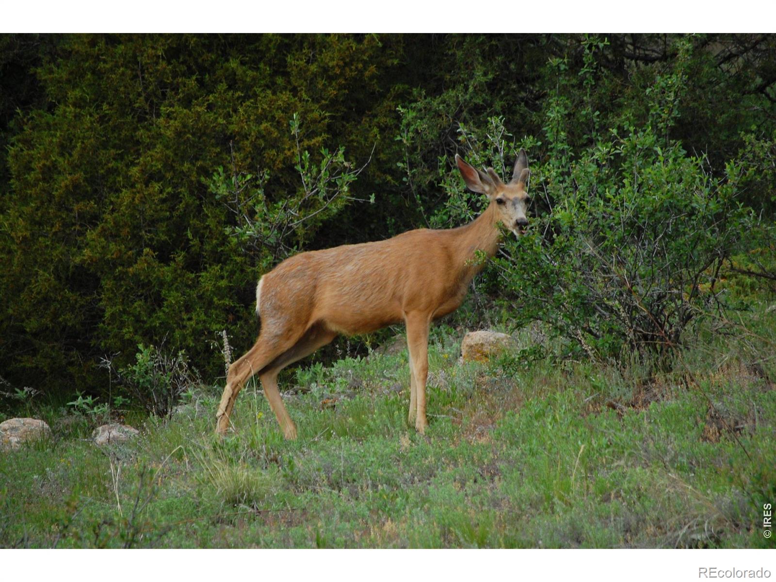 MLS Image #43 for 5896  peregrine trail,golden, Colorado