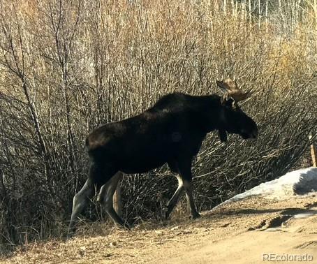 MLS Image #48 for 7823  county road 43 ,bailey, Colorado