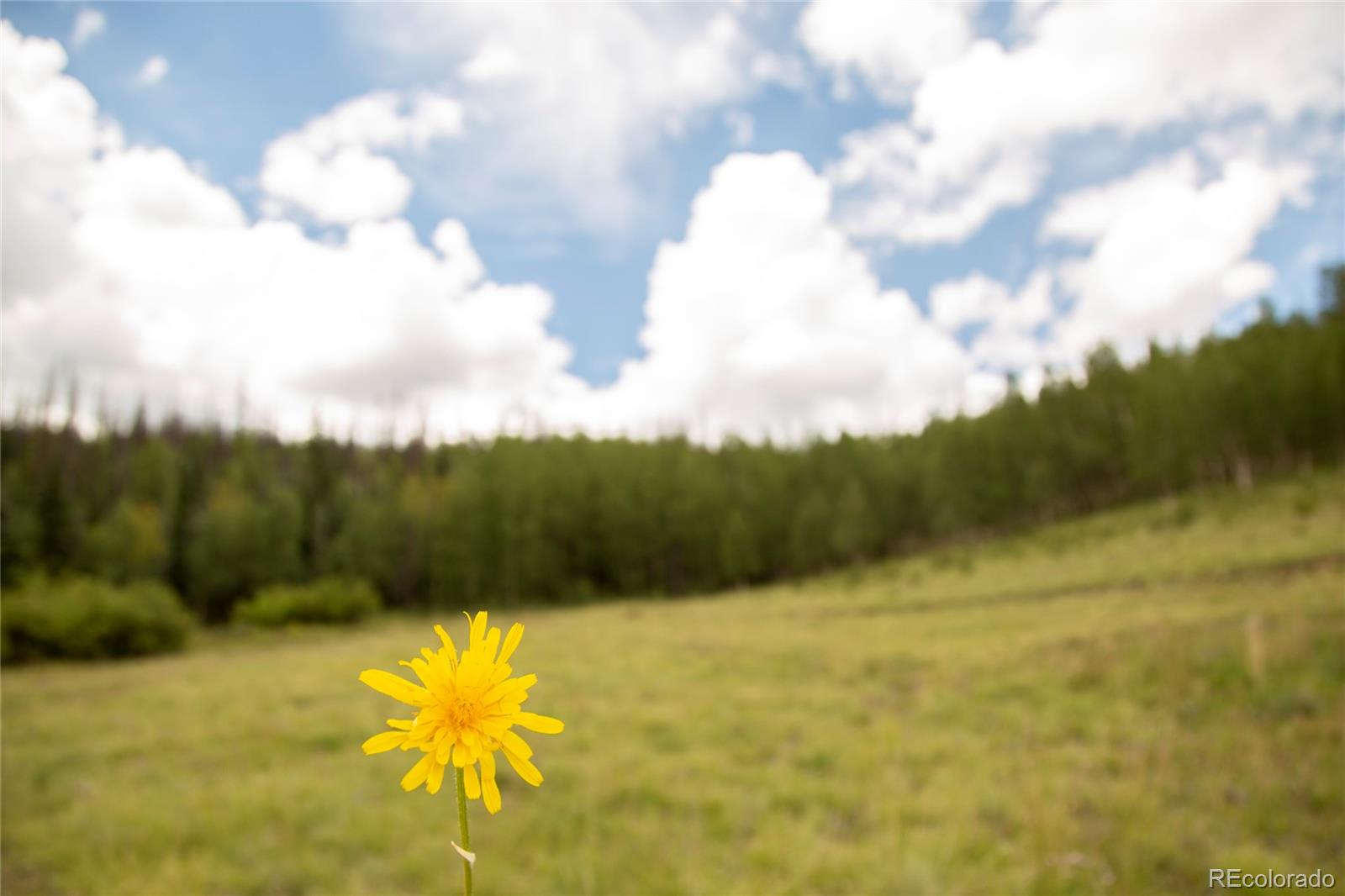 MLS Image #6 for 1001  cr 17 cebolla cabin ,lake city, Colorado