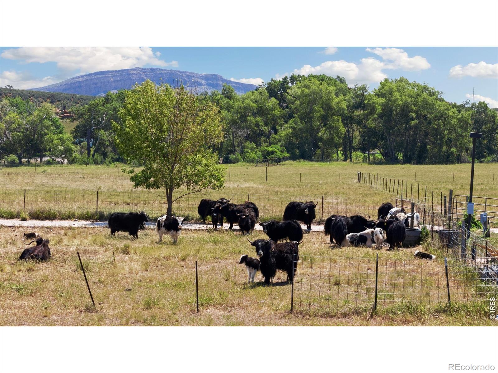 MLS Image #49 for 54  rist view road,bellvue, Colorado
