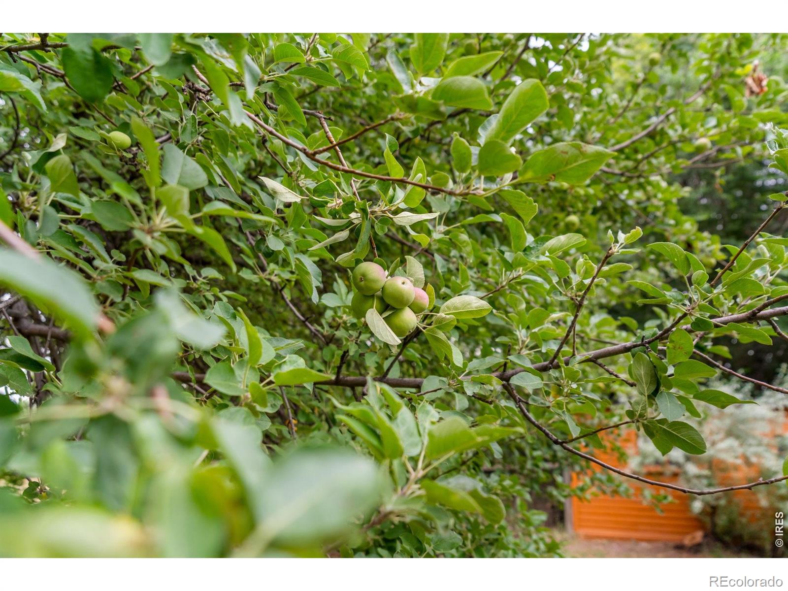MLS Image #10 for 328 s overland trail,fort collins, Colorado