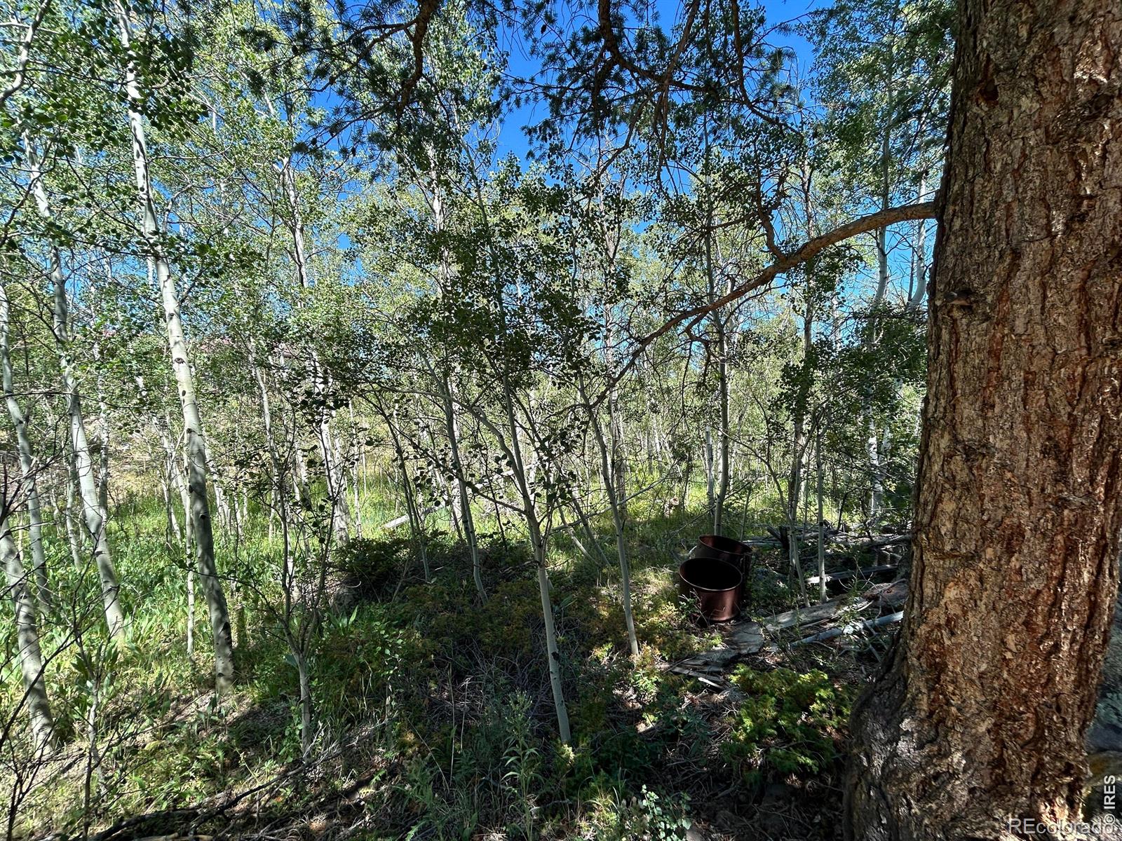 MLS Image #10 for 745  nokomis road,red feather lakes, Colorado