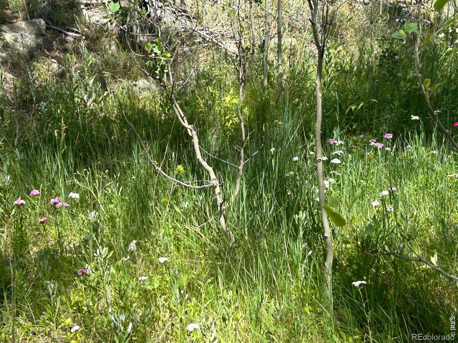 MLS Image #13 for 745  nokomis road,red feather lakes, Colorado