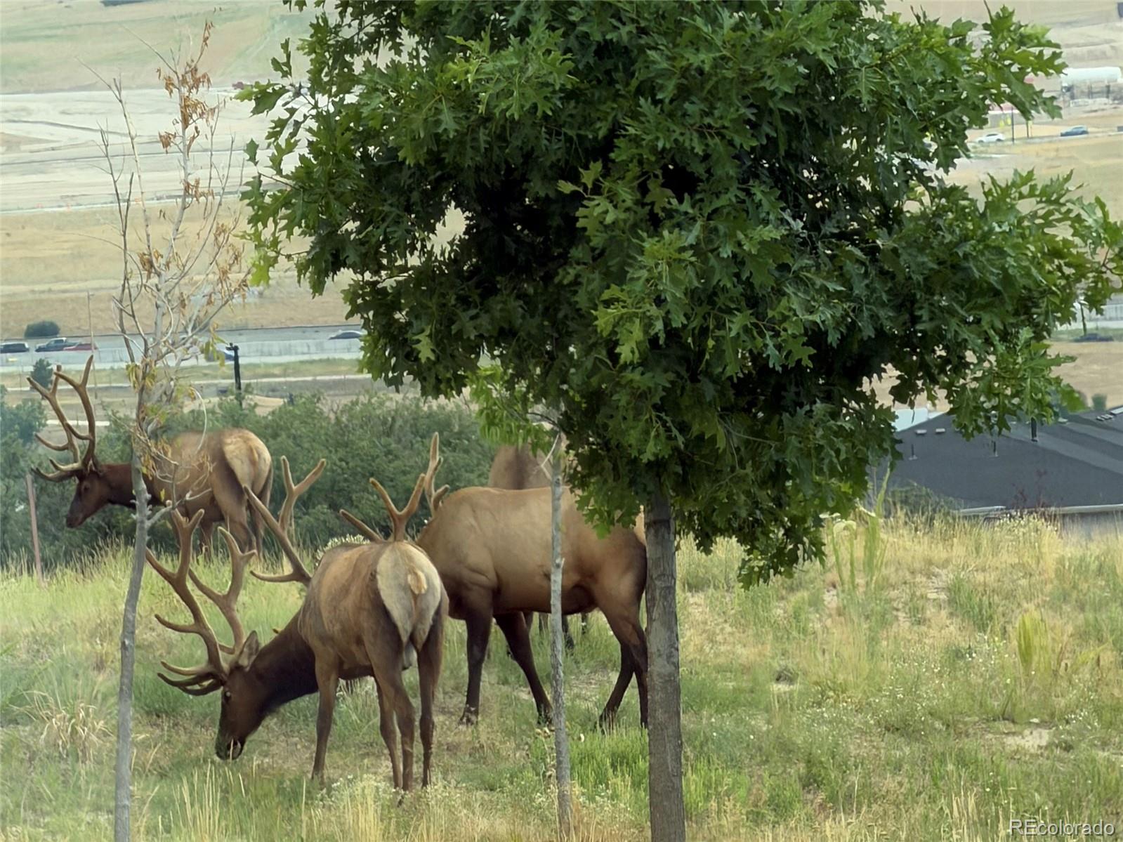 MLS Image #22 for 838  bahia point,castle rock, Colorado