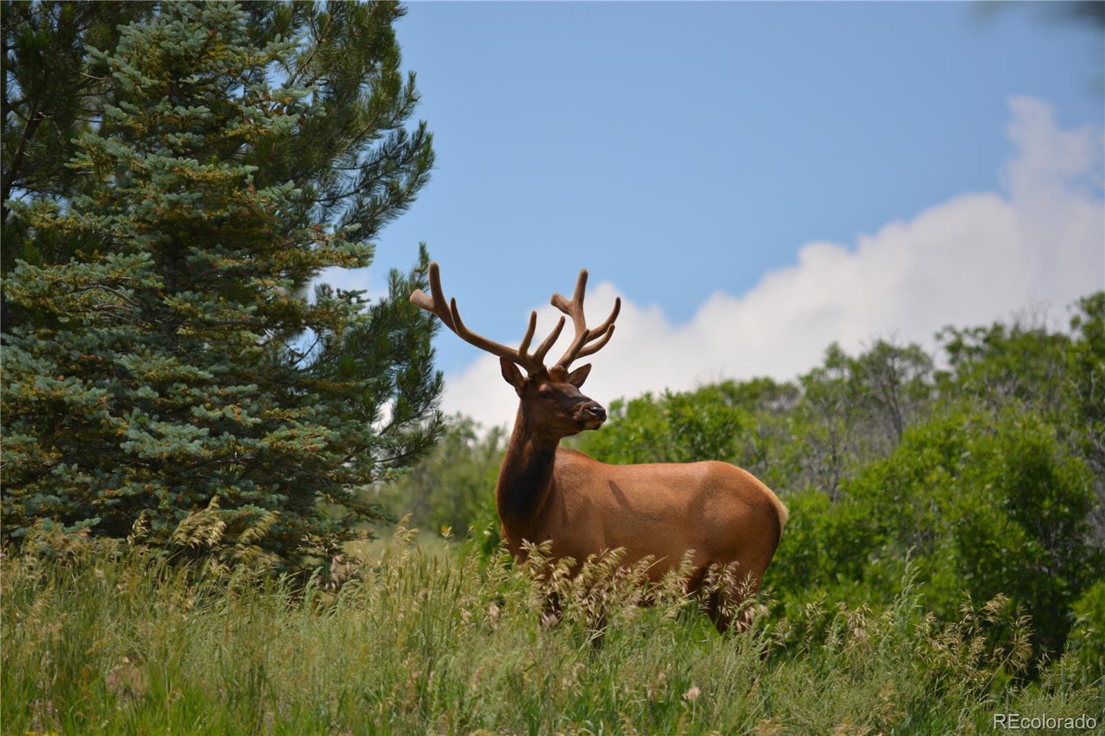 MLS Image #47 for 4367  tallyrand circle,castle rock, Colorado