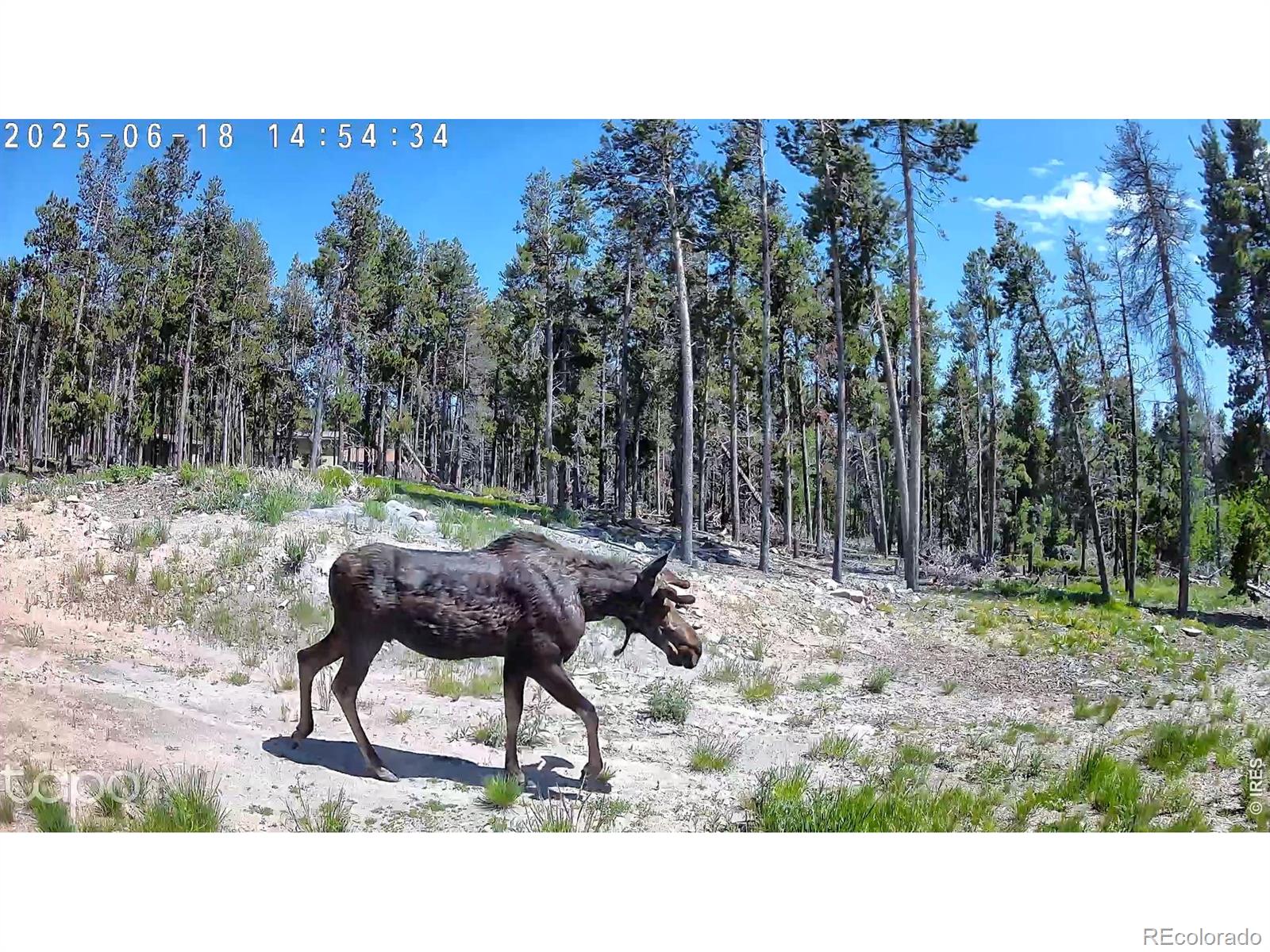 MLS Image #33 for 5431  storm mountain drive,drake, Colorado