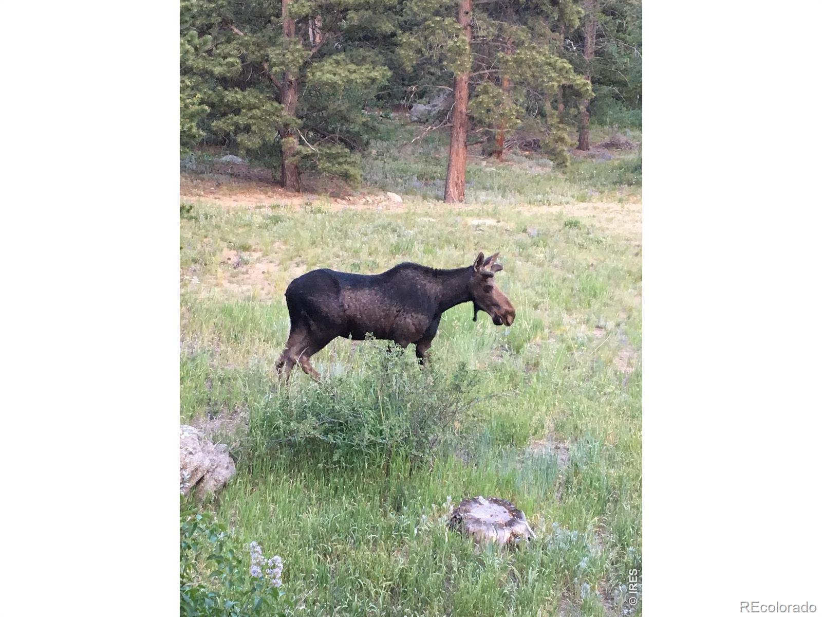 MLS Image #30 for 1820  lazy z road,nederland, Colorado