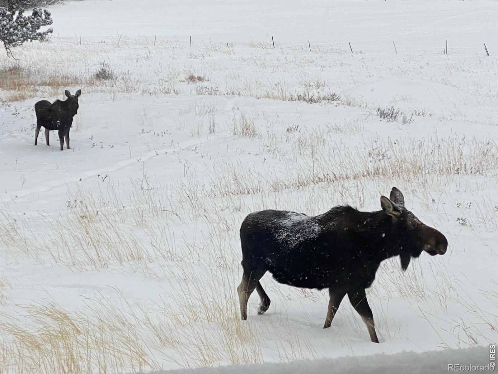 MLS Image #32 for 1820  lazy z road,nederland, Colorado