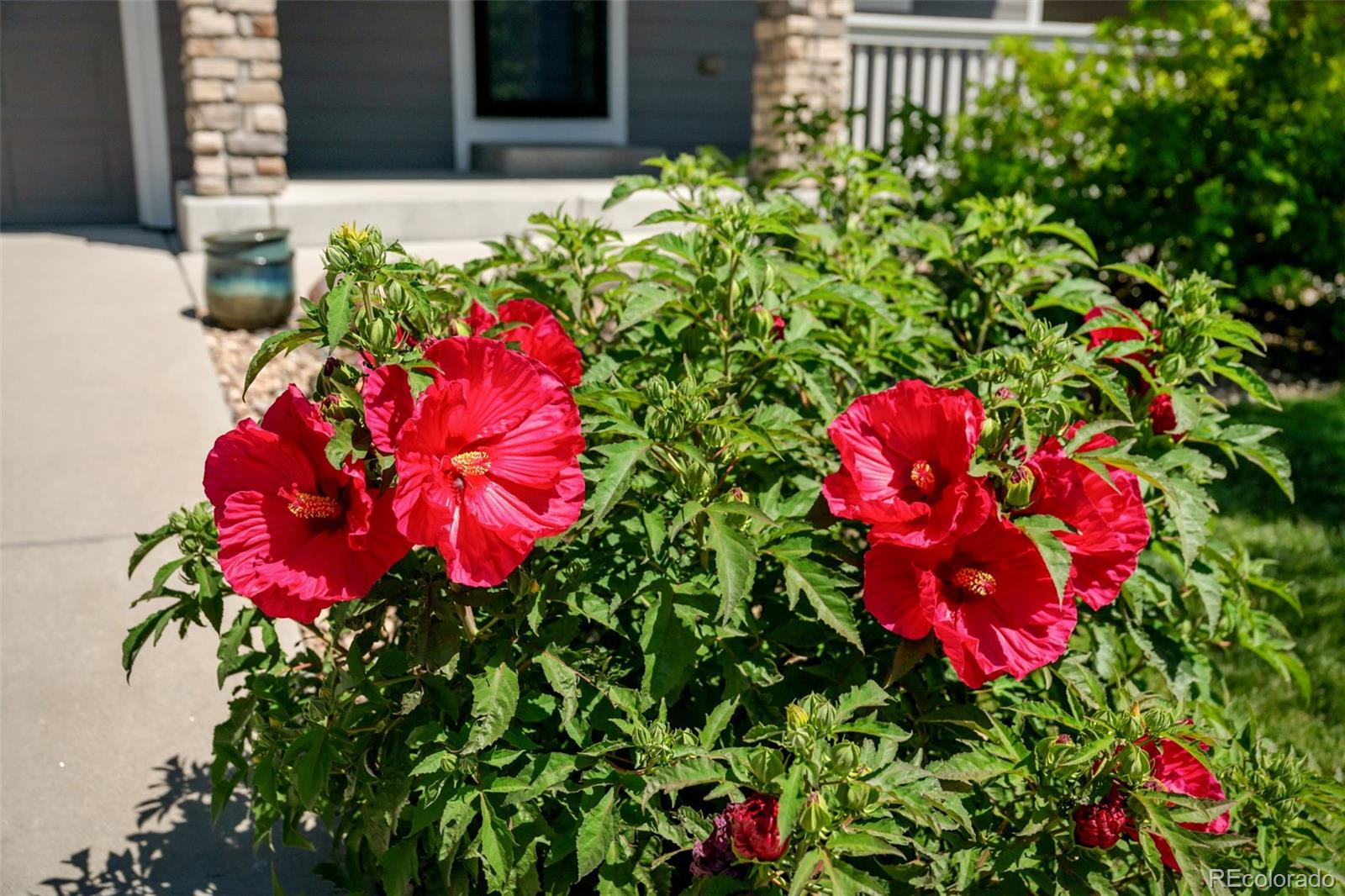 MLS Image #3 for 7641  blue water drive,castle rock, Colorado