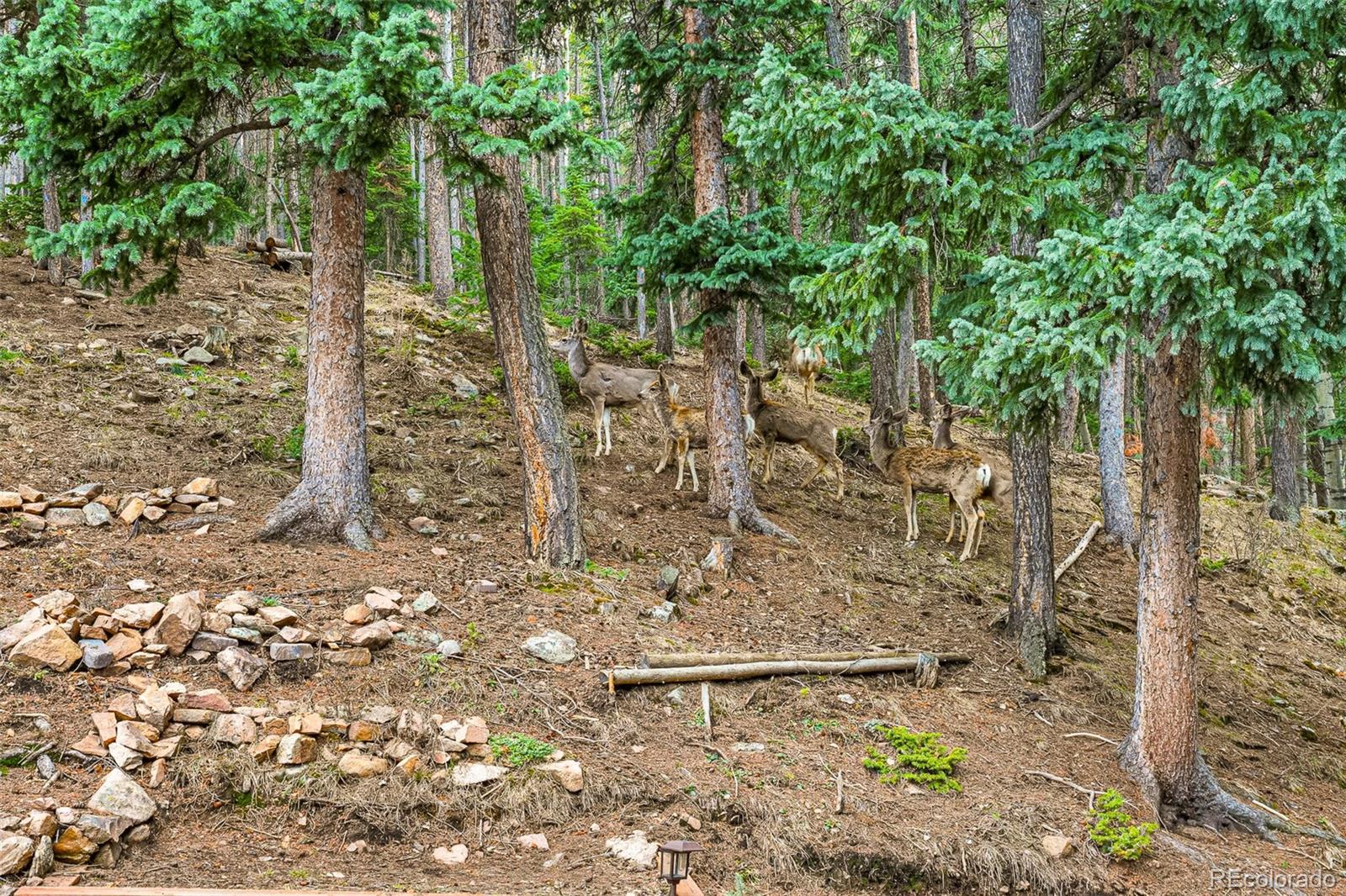 MLS Image #25 for 34788  forest estates road,evergreen, Colorado