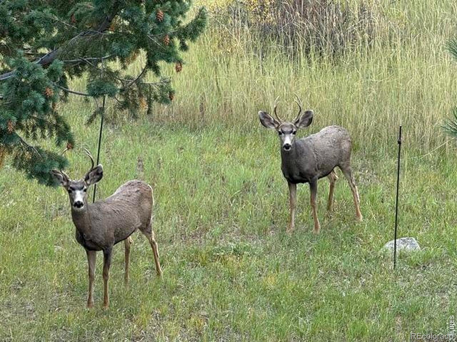 MLS Image #25 for 1650  lazy z road,nederland, Colorado