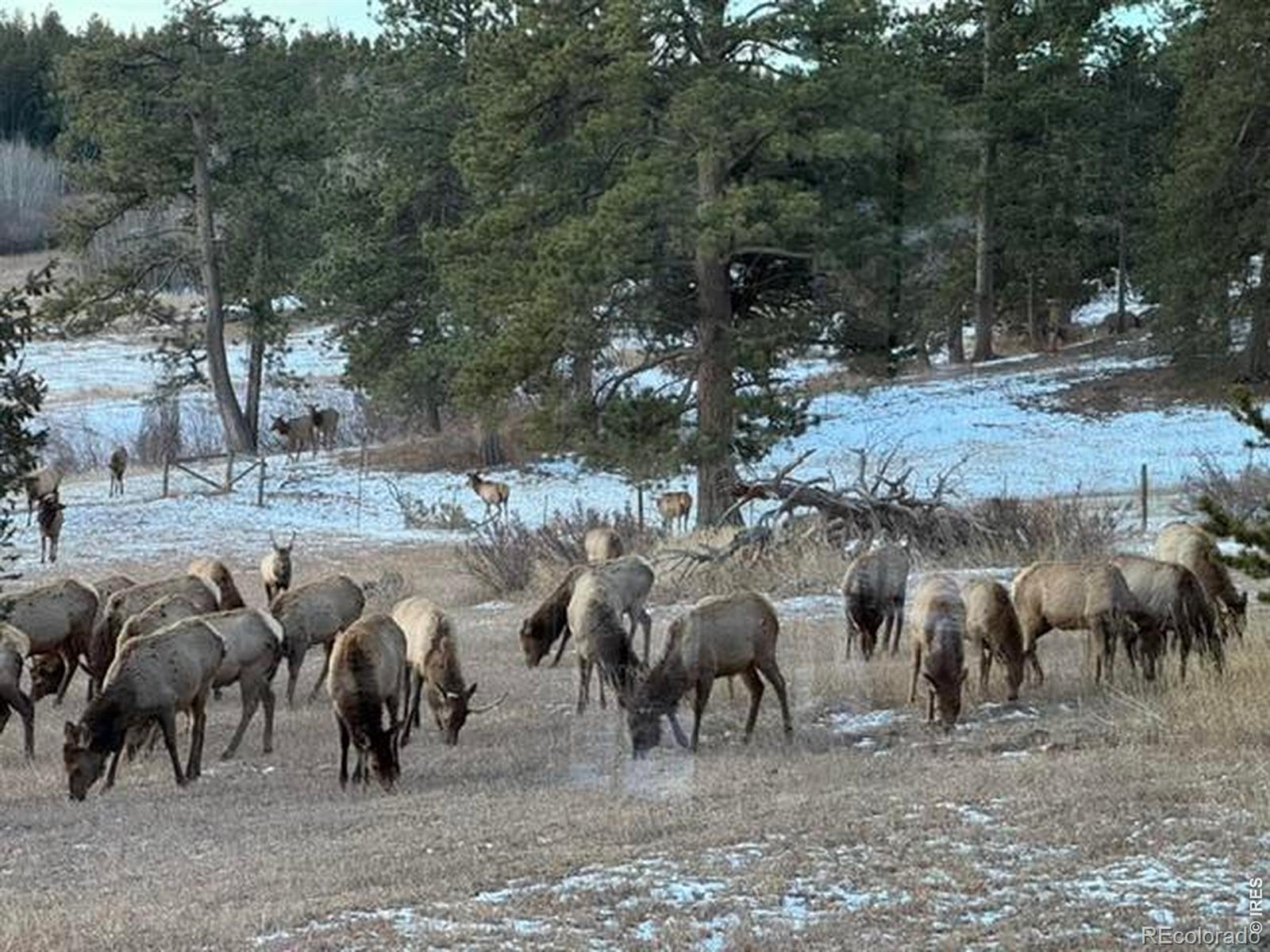 MLS Image #27 for 1650  lazy z road,nederland, Colorado