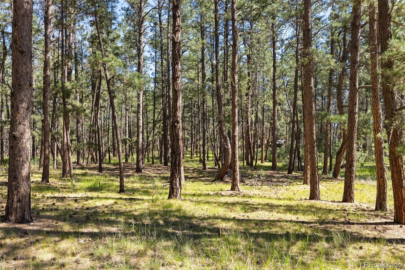 MLS Image #12 for 7005  shoup road,colorado springs, Colorado
