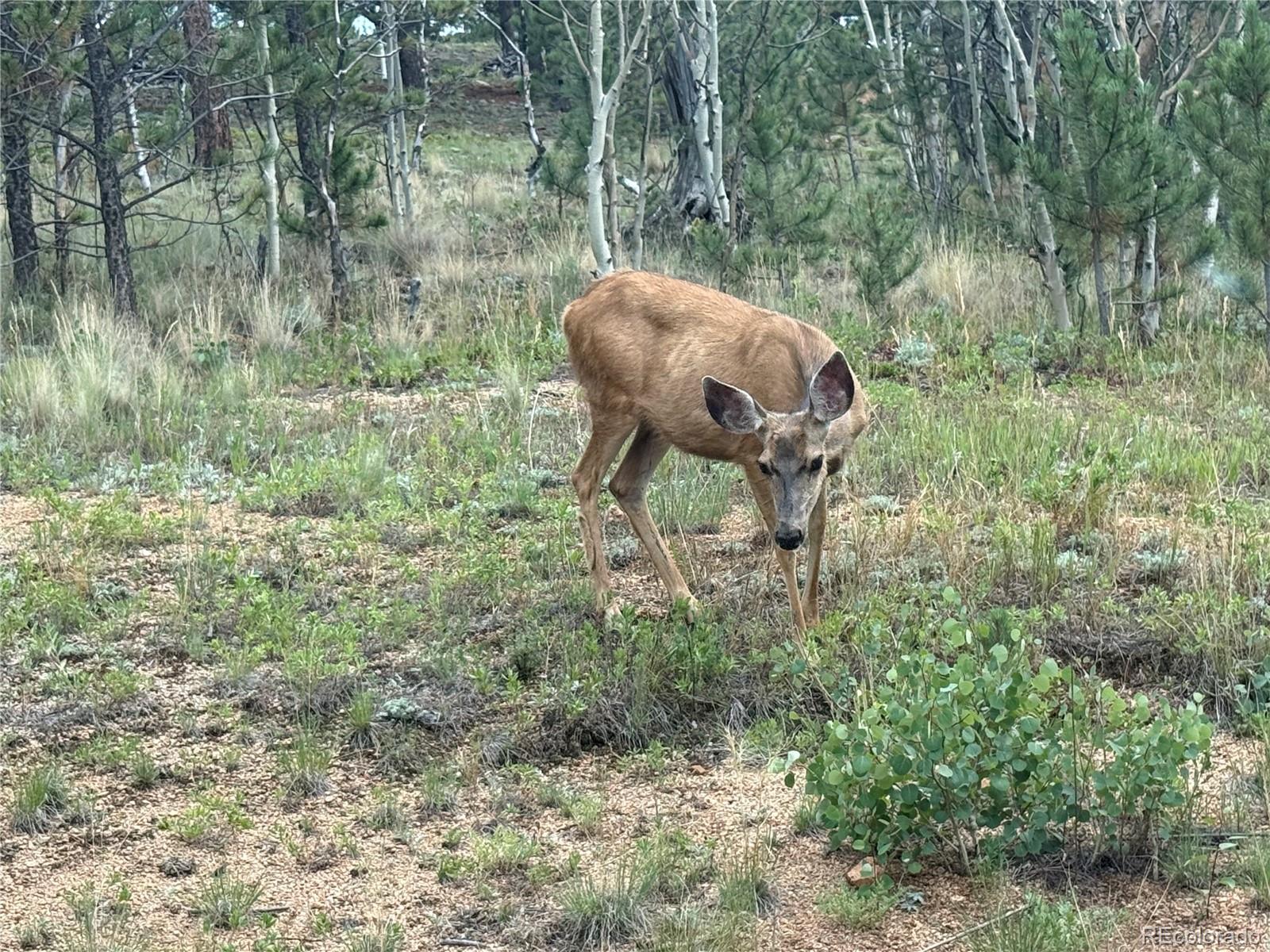 MLS Image #4 for 364  stage coach drive,bailey, Colorado