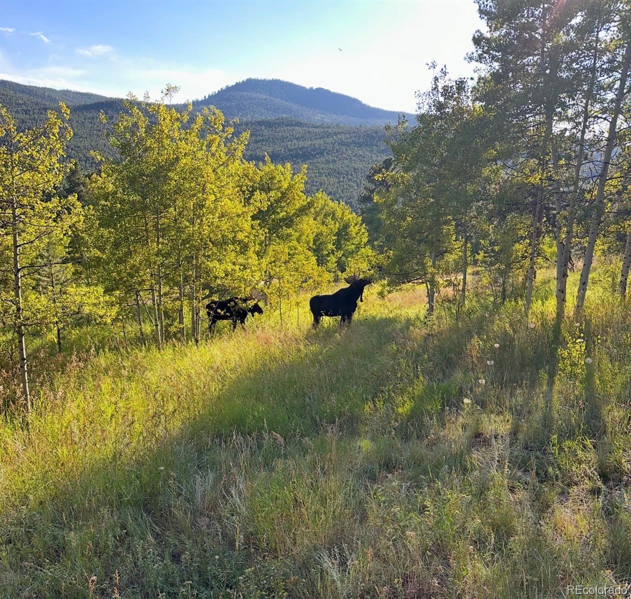 MLS Image #44 for 1549  golden gate drive,golden, Colorado