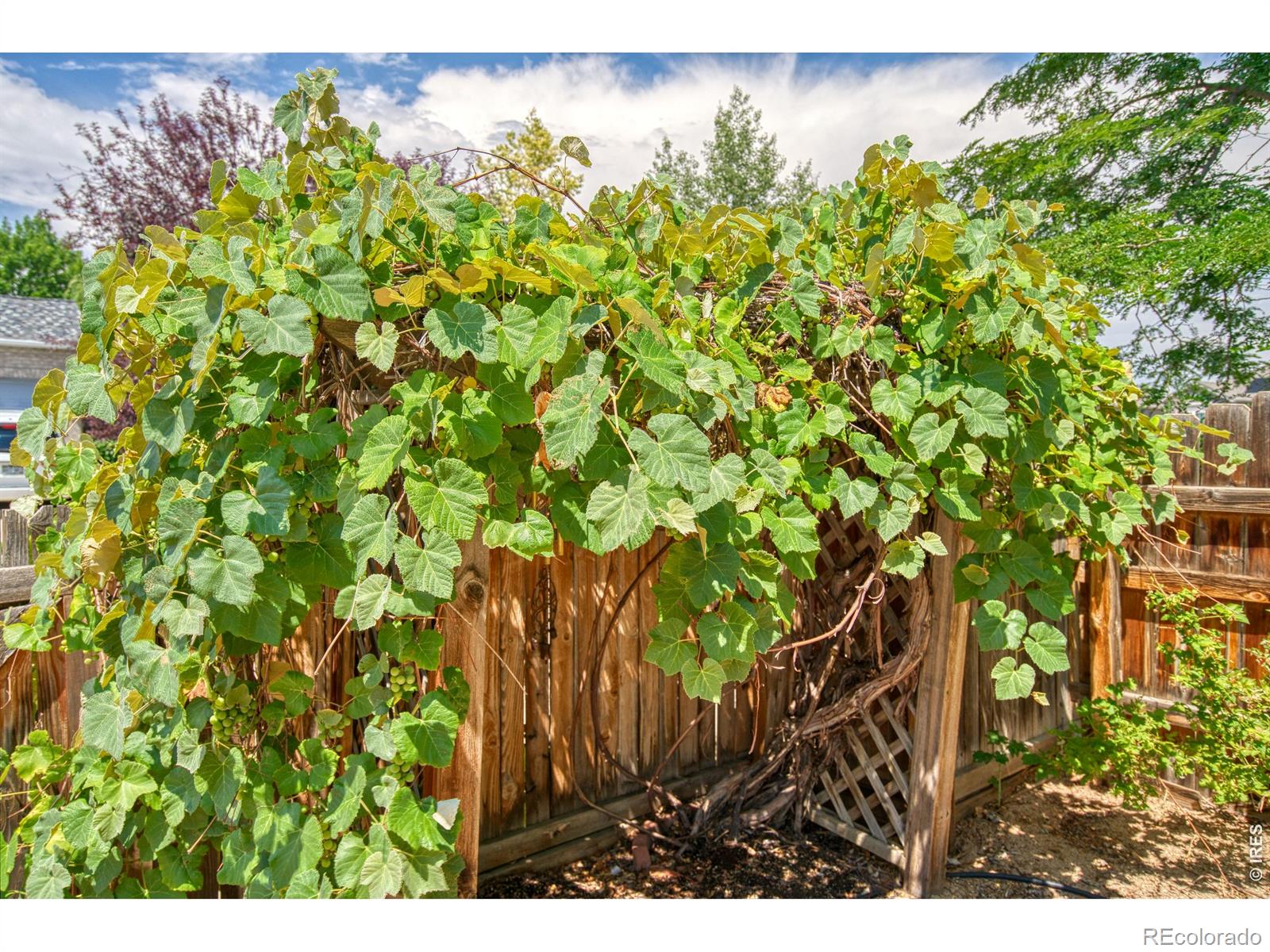 MLS Image #23 for 620  bellingham place,longmont, Colorado