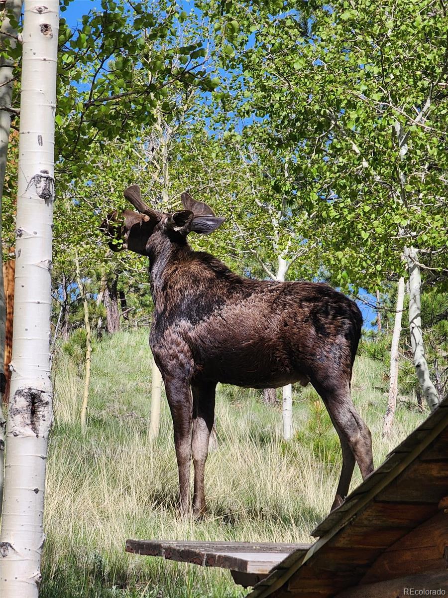 MLS Image #7 for 388  clark road,bailey, Colorado