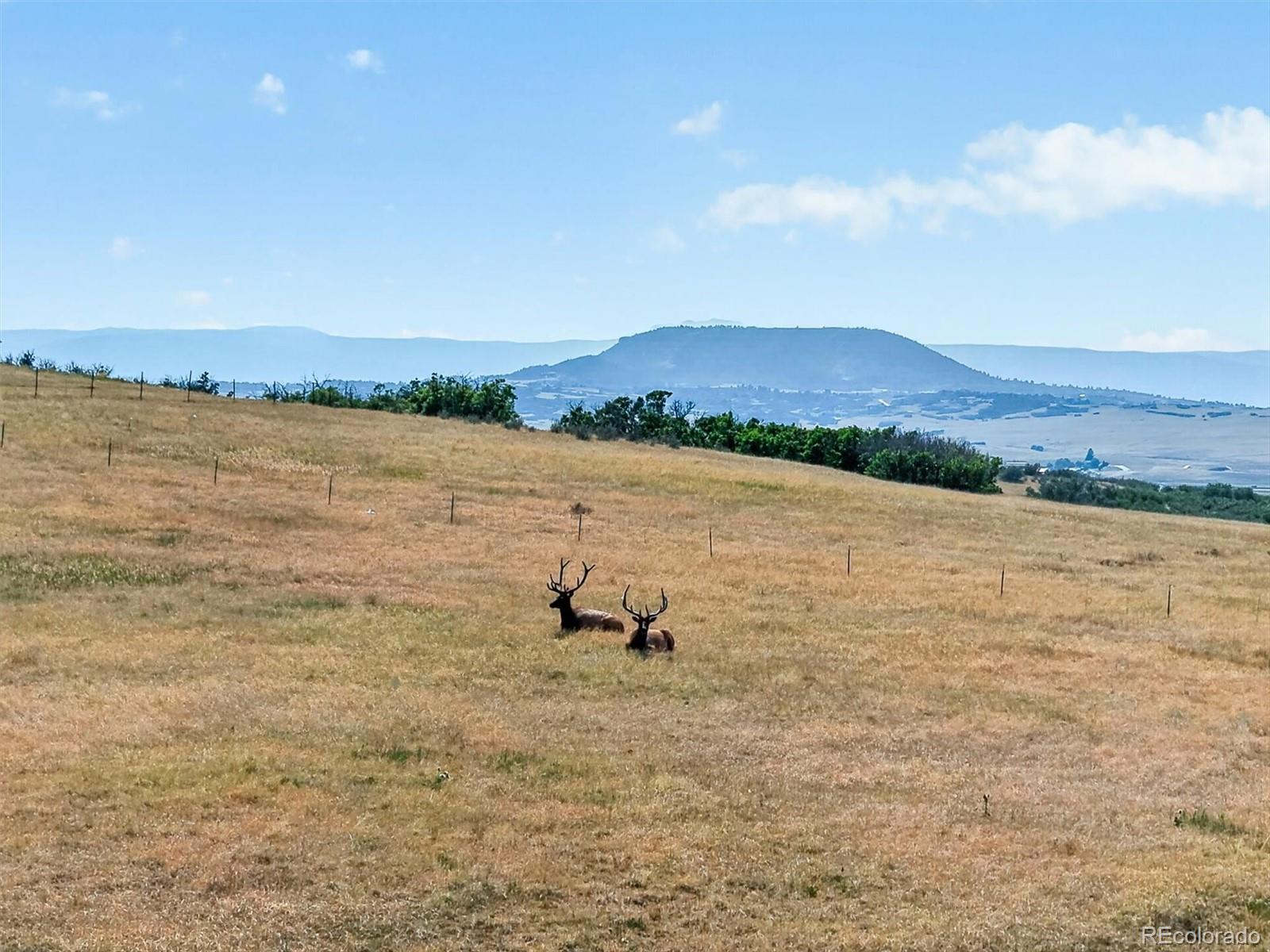 MLS Image #31 for 227  scrubjay lane,castle rock, Colorado