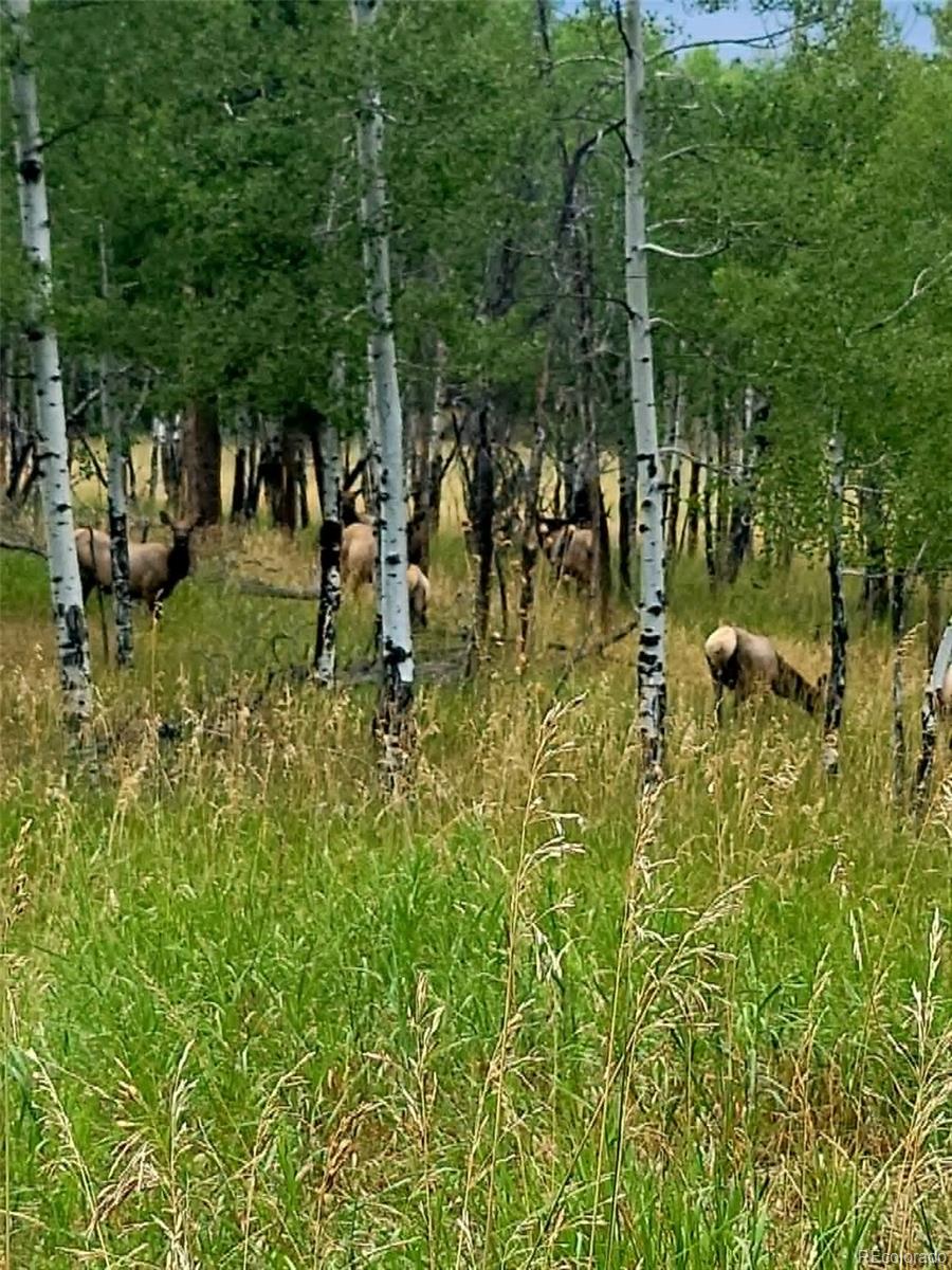 MLS Image #39 for 6528  modoc lane,evergreen, Colorado