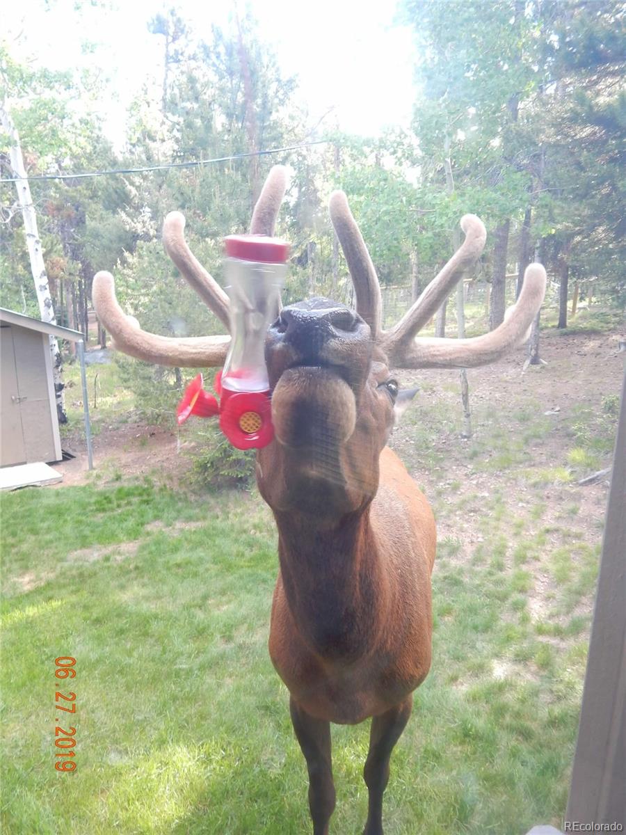 MLS Image #48 for 9228  black mountain drive,conifer, Colorado
