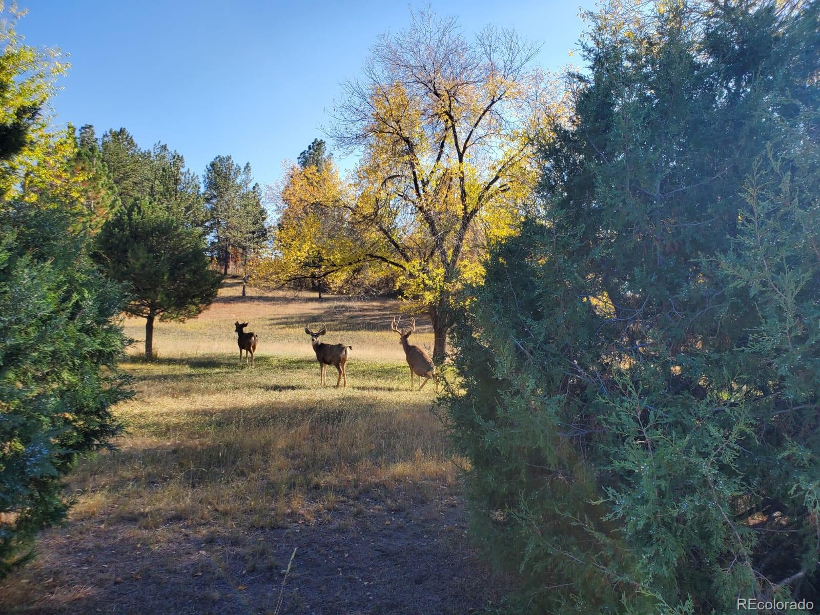 MLS Image #45 for 9116  warriors mark drive,franktown, Colorado