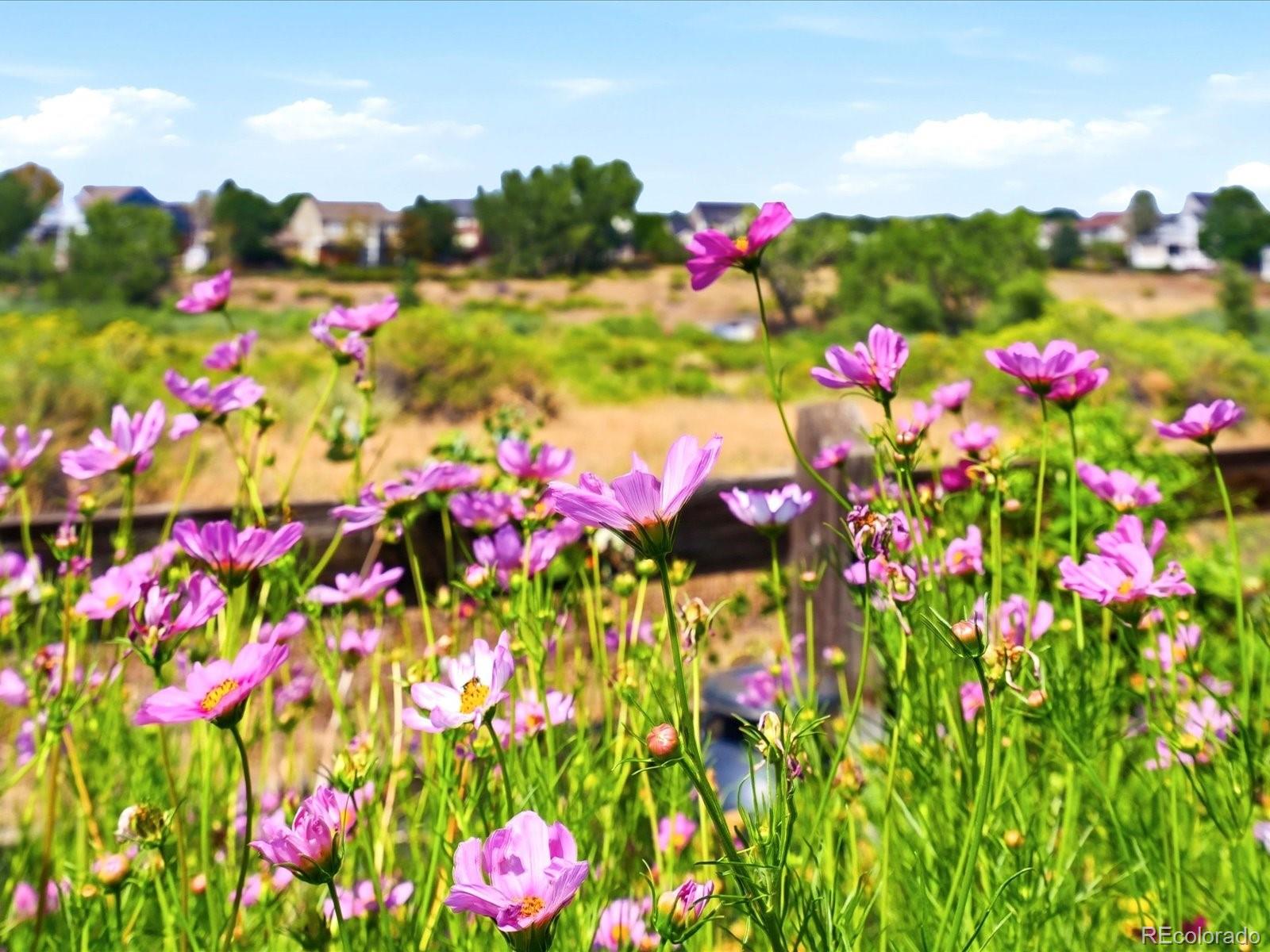MLS Image #45 for 9331  cove creek drive,littleton, Colorado
