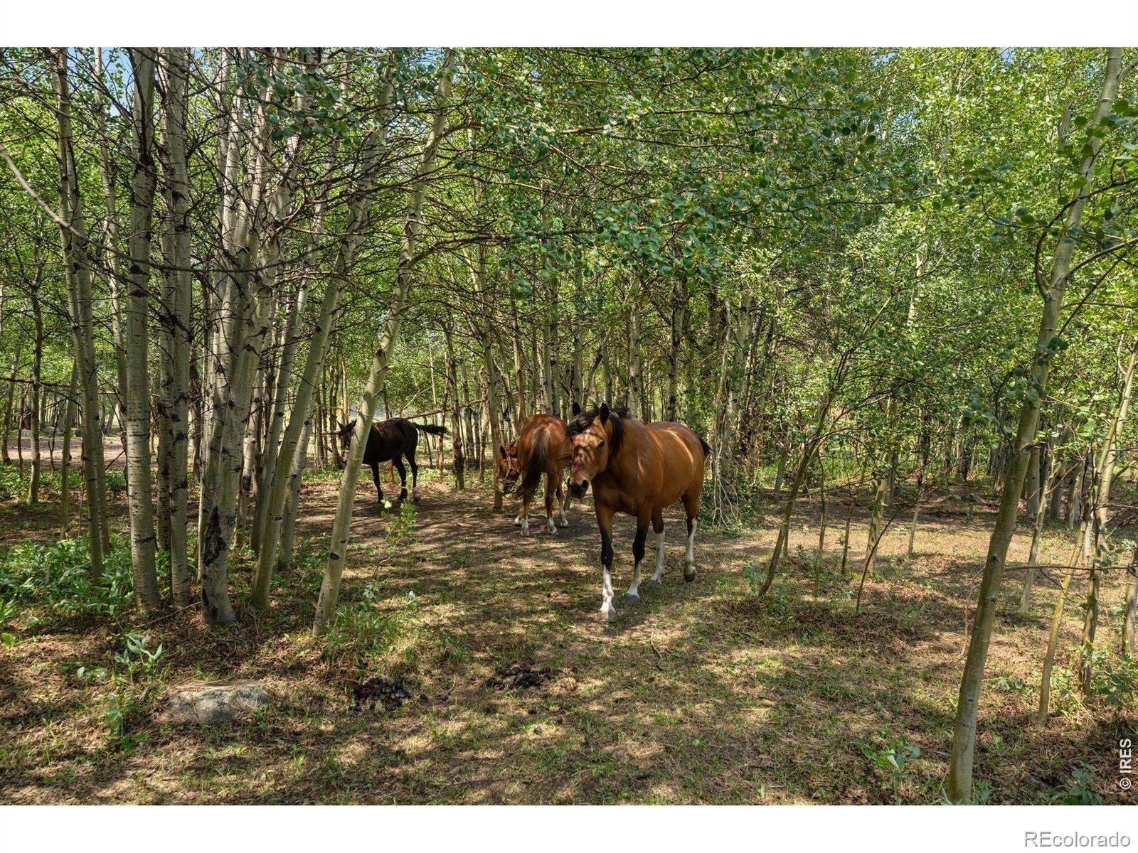 MLS Image #3 for 425  caribou road,nederland, Colorado