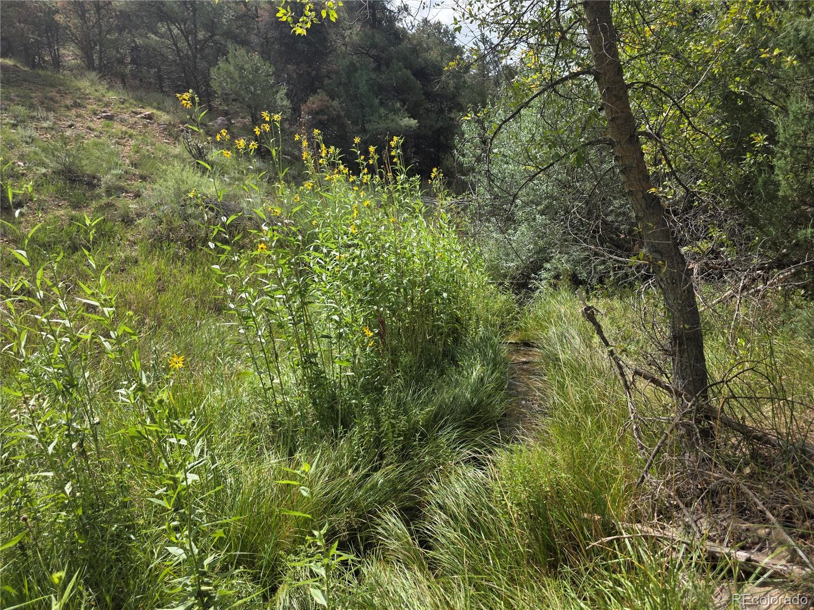 MLS Image #42 for 291  county road 51 ,cotopaxi, Colorado