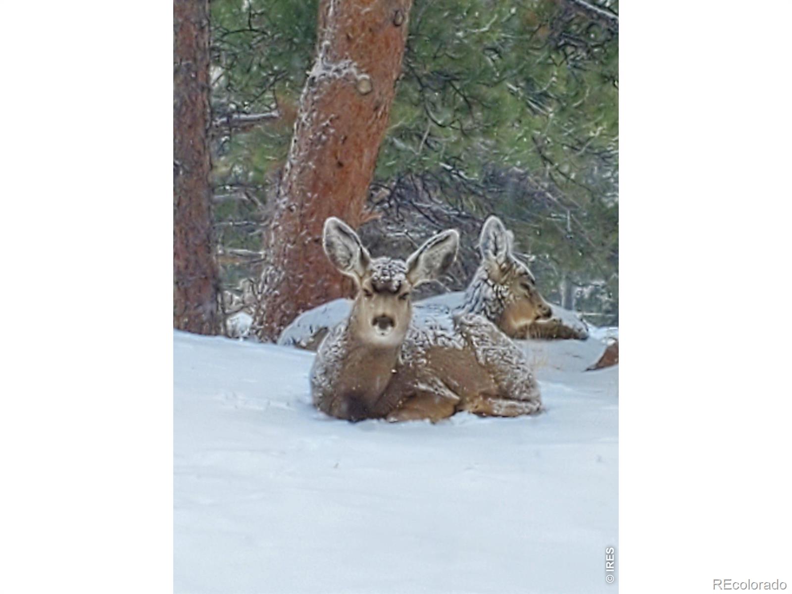 MLS Image #49 for 2720  sunset lane,estes park, Colorado