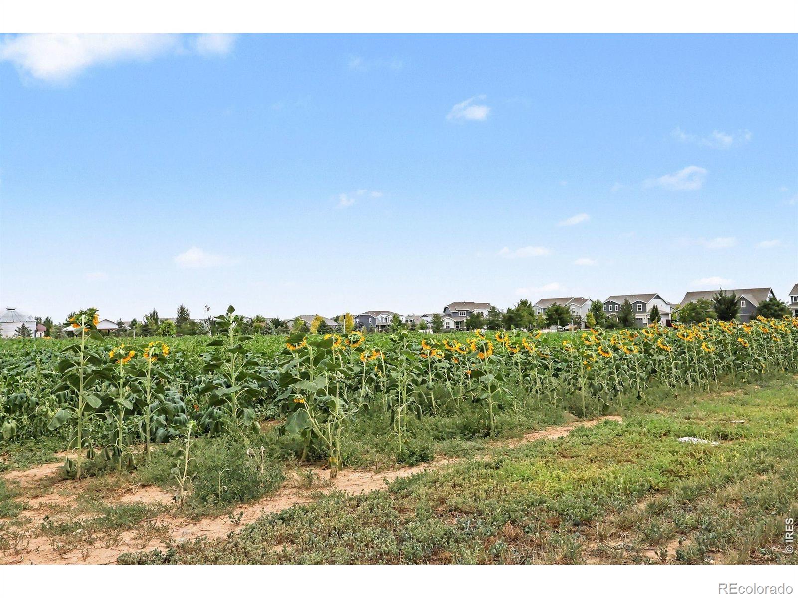 MLS Image #23 for 1788  iron wheel drive,windsor, Colorado