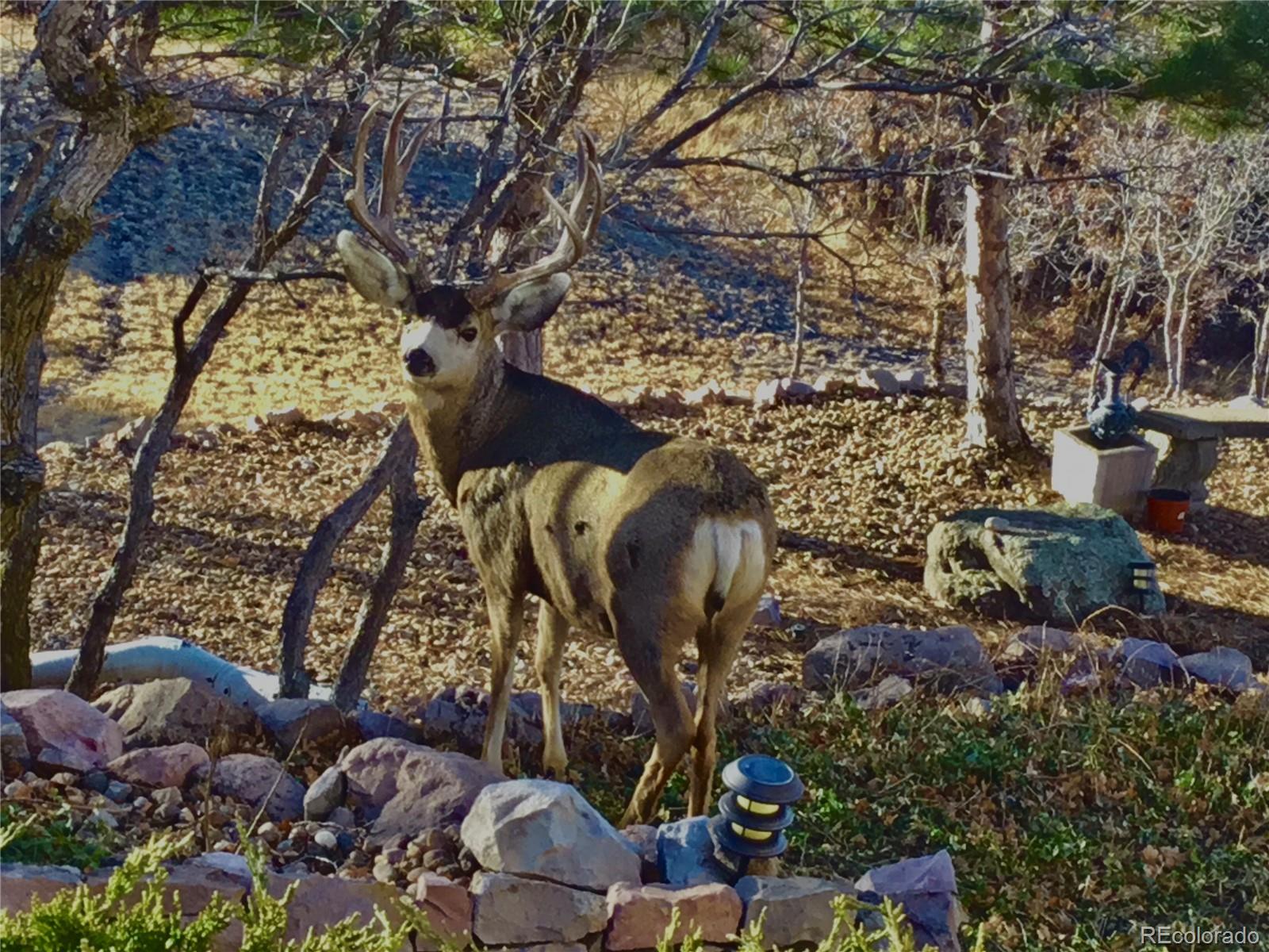 MLS Image #42 for 3521  castle butte drive,castle rock, Colorado