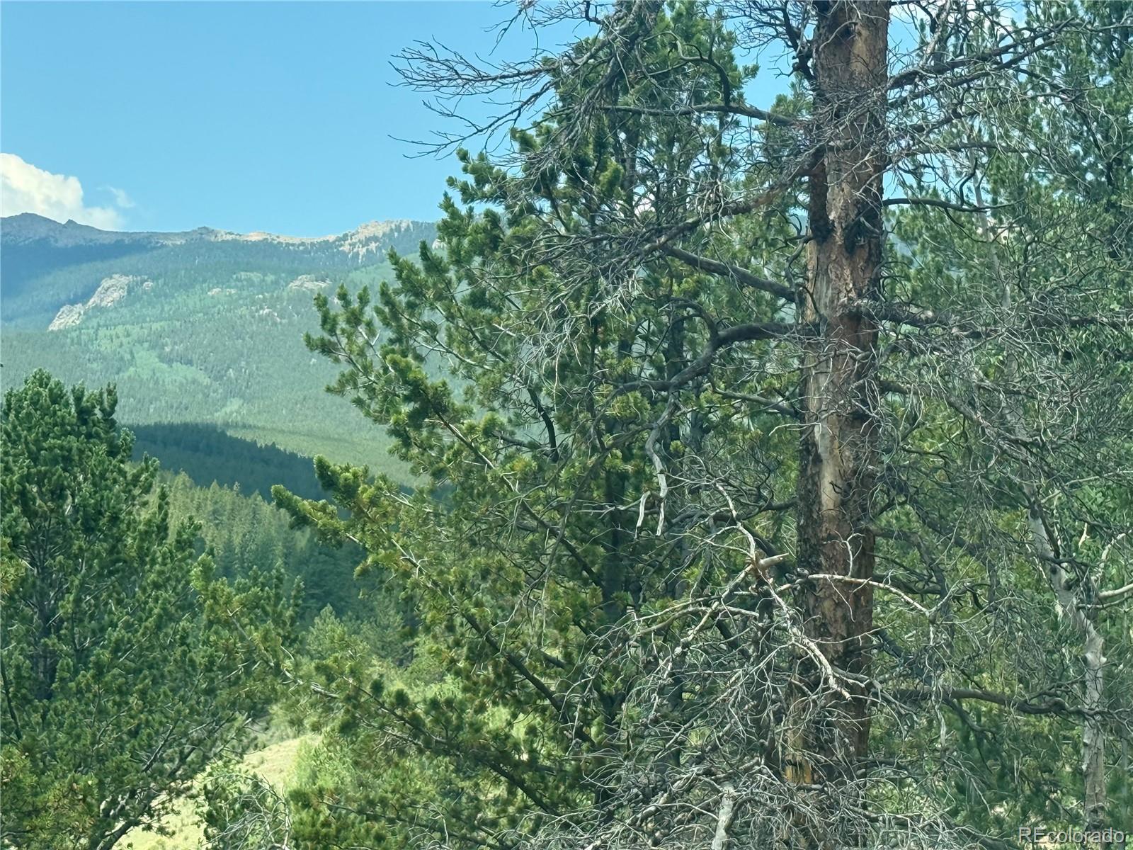 MLS Image #3 for 63  fitzsimmons road,bailey, Colorado