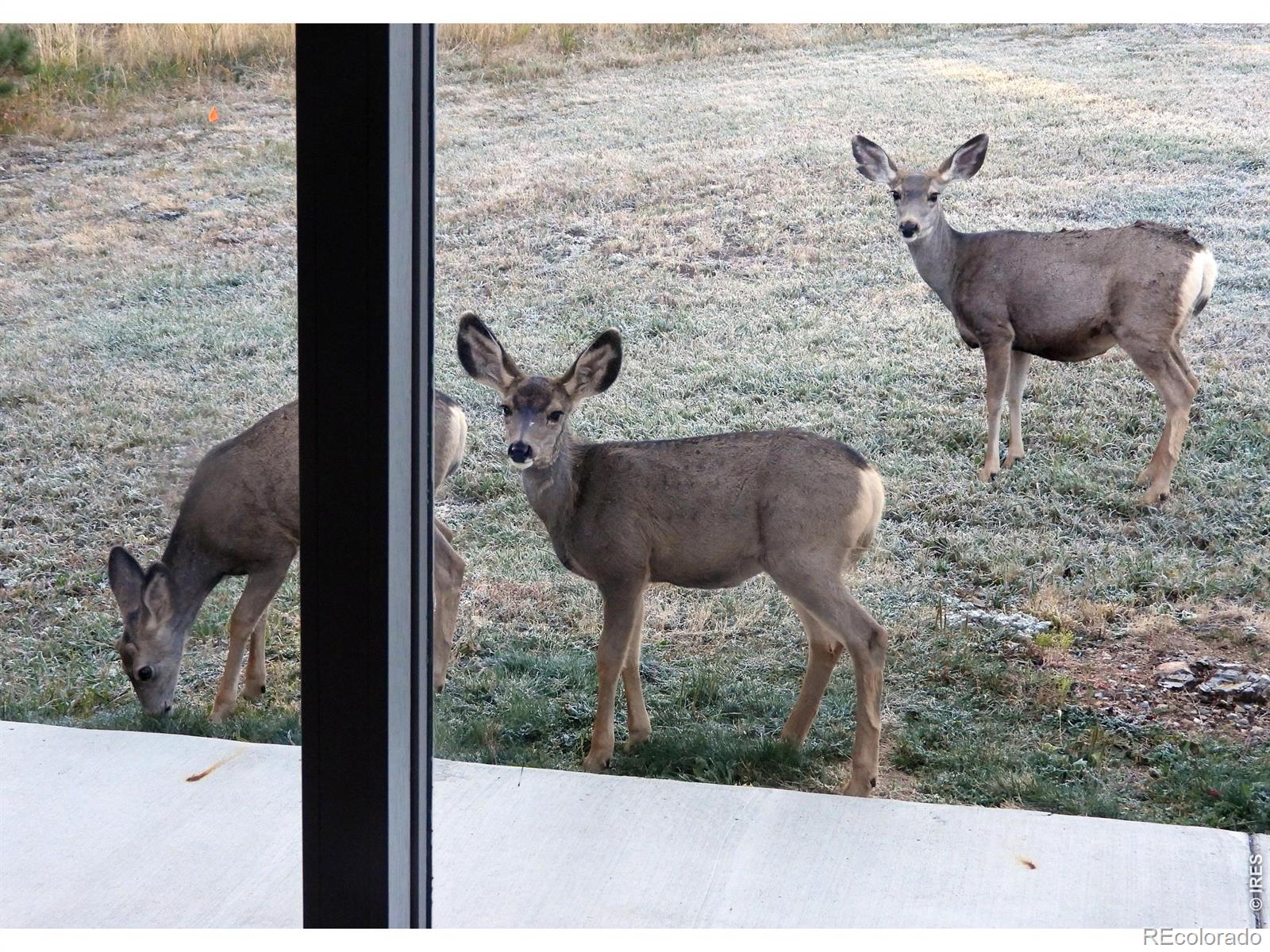 MLS Image #26 for 1002  spruce mountain drive,drake, Colorado