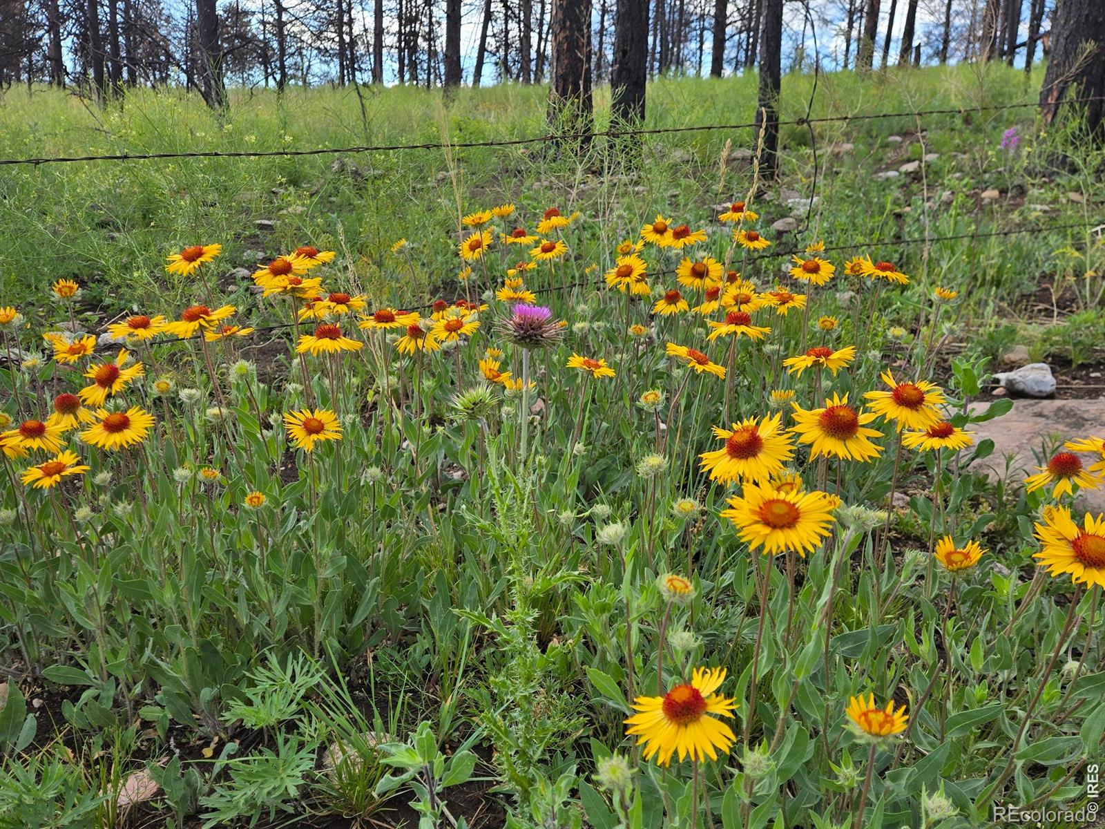 MLS Image #49 for 1002  spruce mountain drive,drake, Colorado