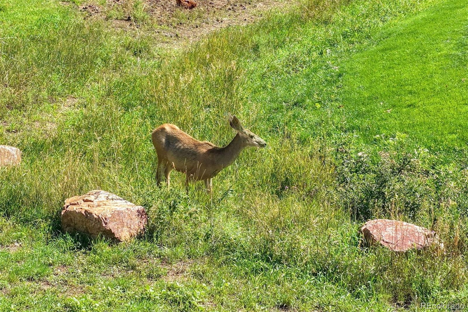 MLS Image #48 for 3535  broadmoor valley road,colorado springs, Colorado