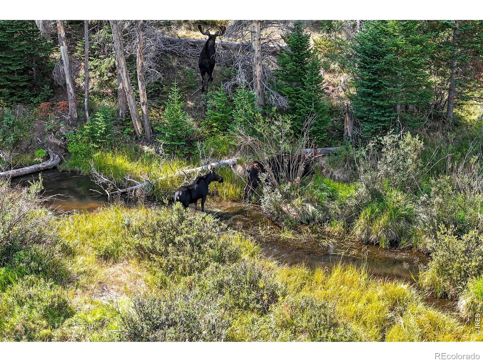 MLS Image #35 for 242  chippewa way,red feather lakes, Colorado
