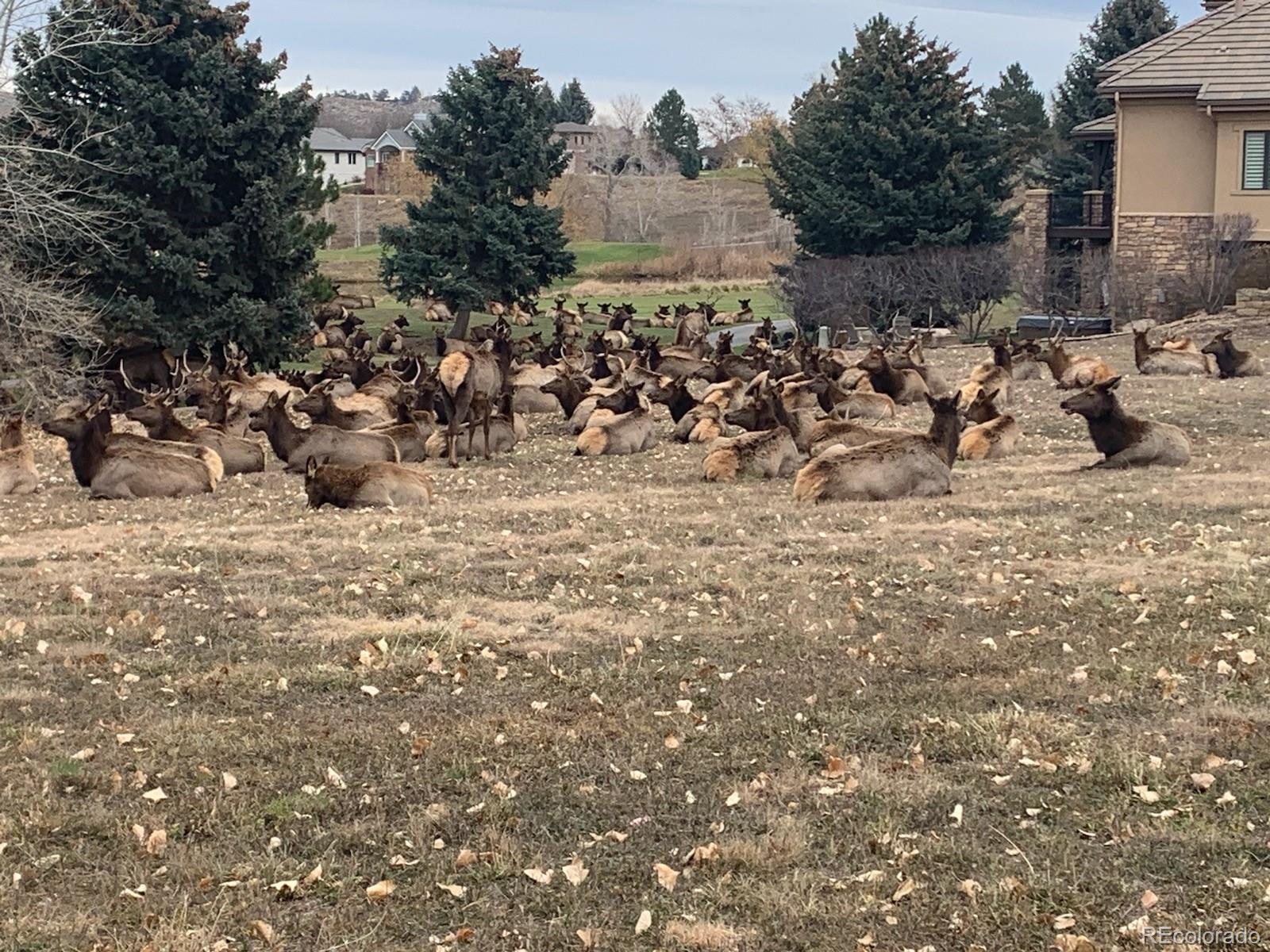 MLS Image #34 for 629  deer meadow drive,loveland, Colorado