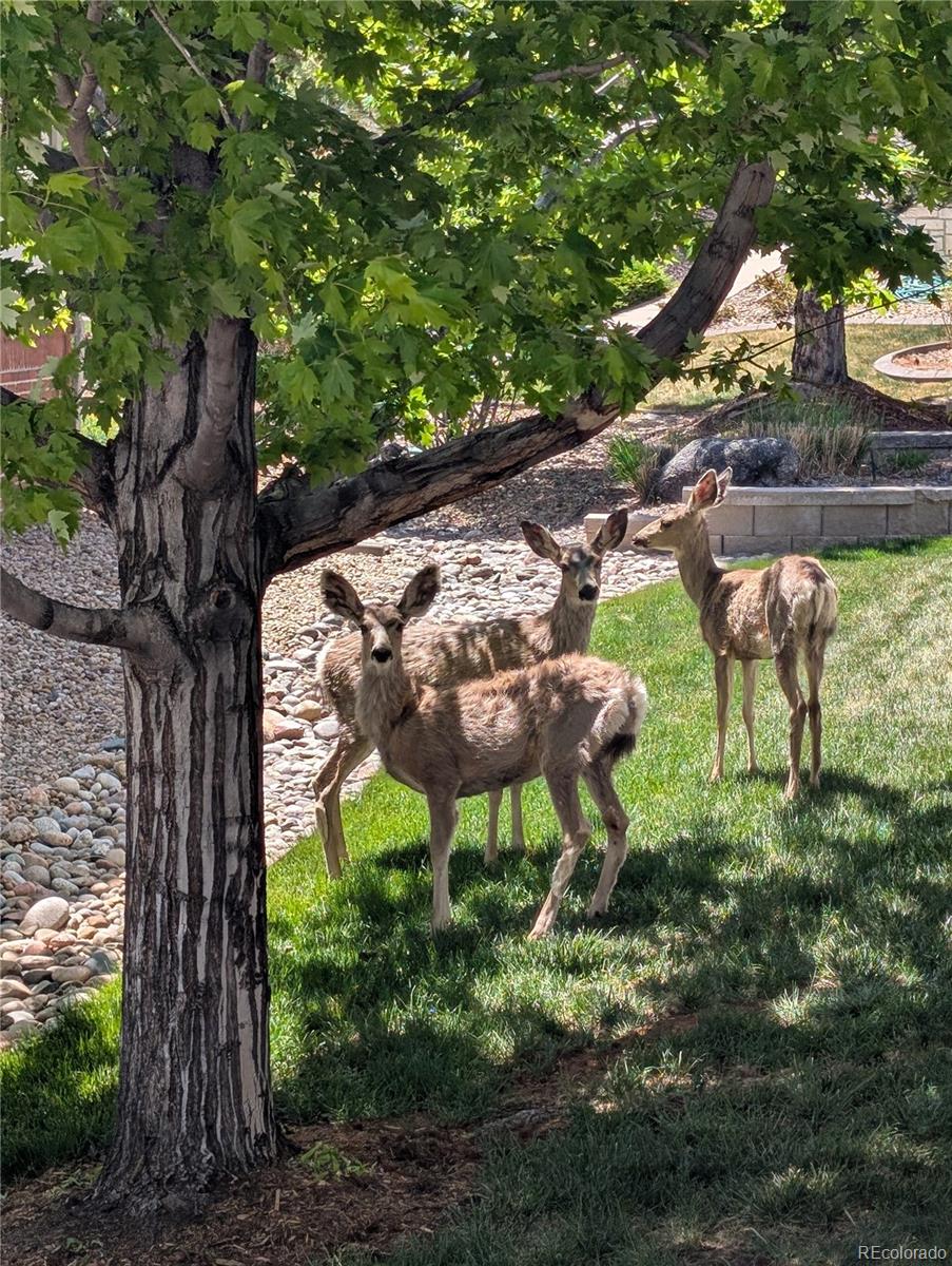 MLS Image #49 for 8223 s quemoy circle,aurora, Colorado
