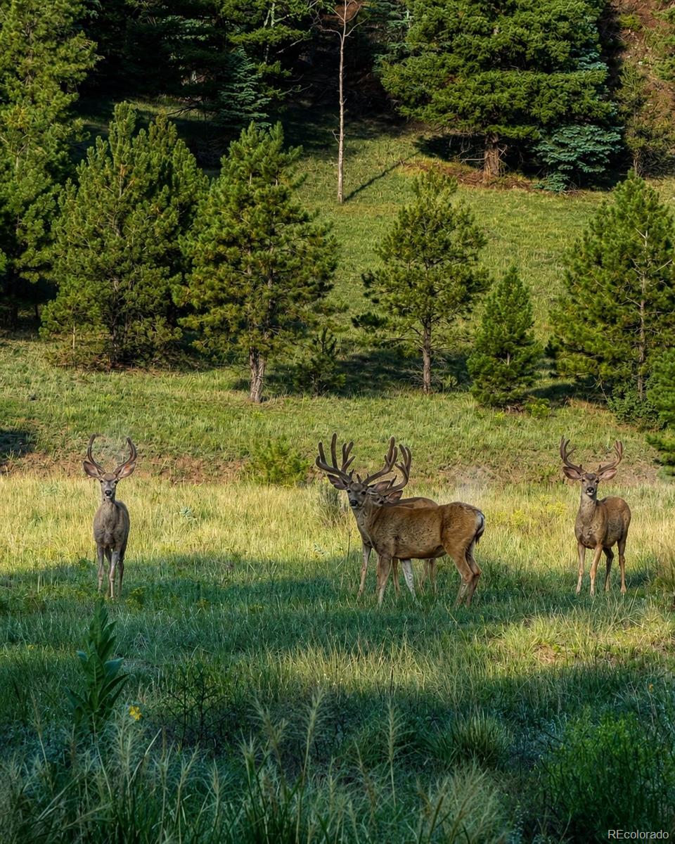 MLS Image #27 for 2323  cr 323 ,westcliffe, Colorado